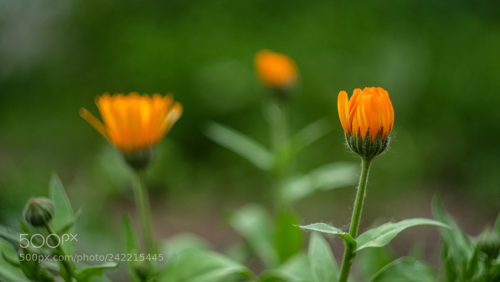 Fujifilm X-A1 sample photo. Untitled photography