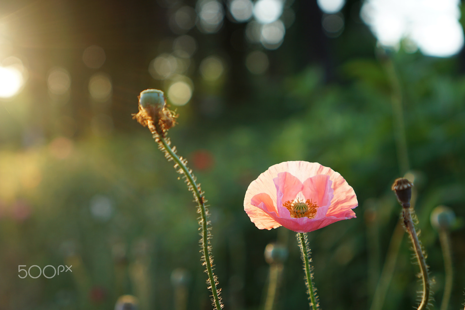 Sony a5100 + Sony E 35mm F1.8 OSS sample photo. Papaver rhoeas, pink photography