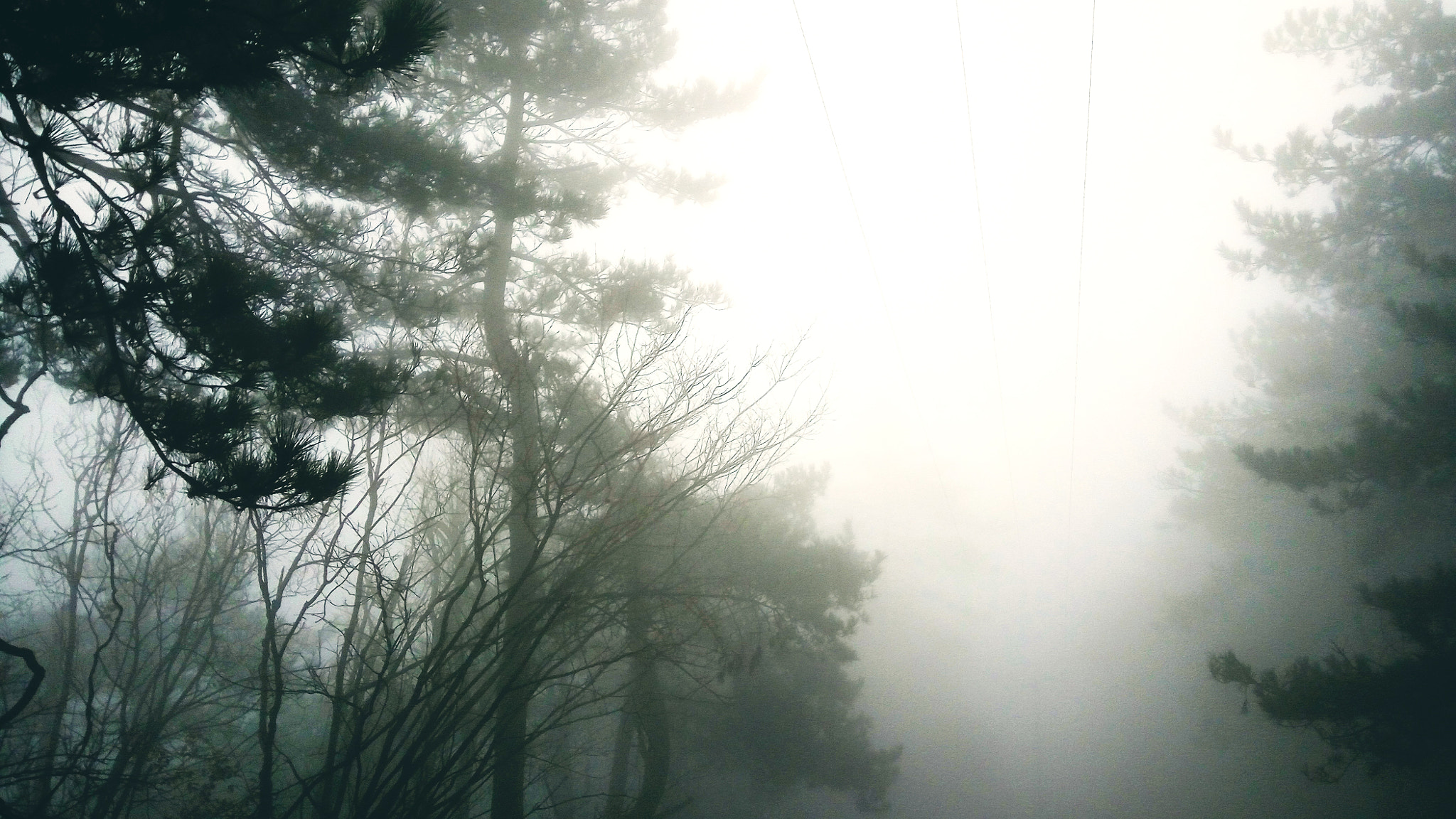 Xiaomi HM Note 2 sample photo. Lost in the forest photography