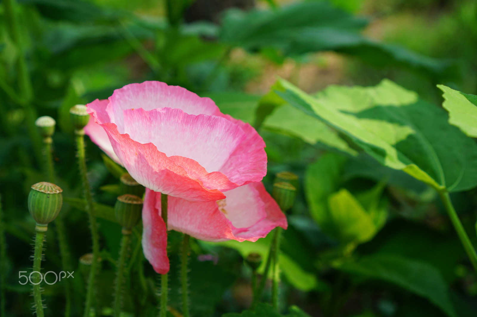 Sony a5100 + Sony E 35mm F1.8 OSS sample photo. Papaver rhoeas, pink photography