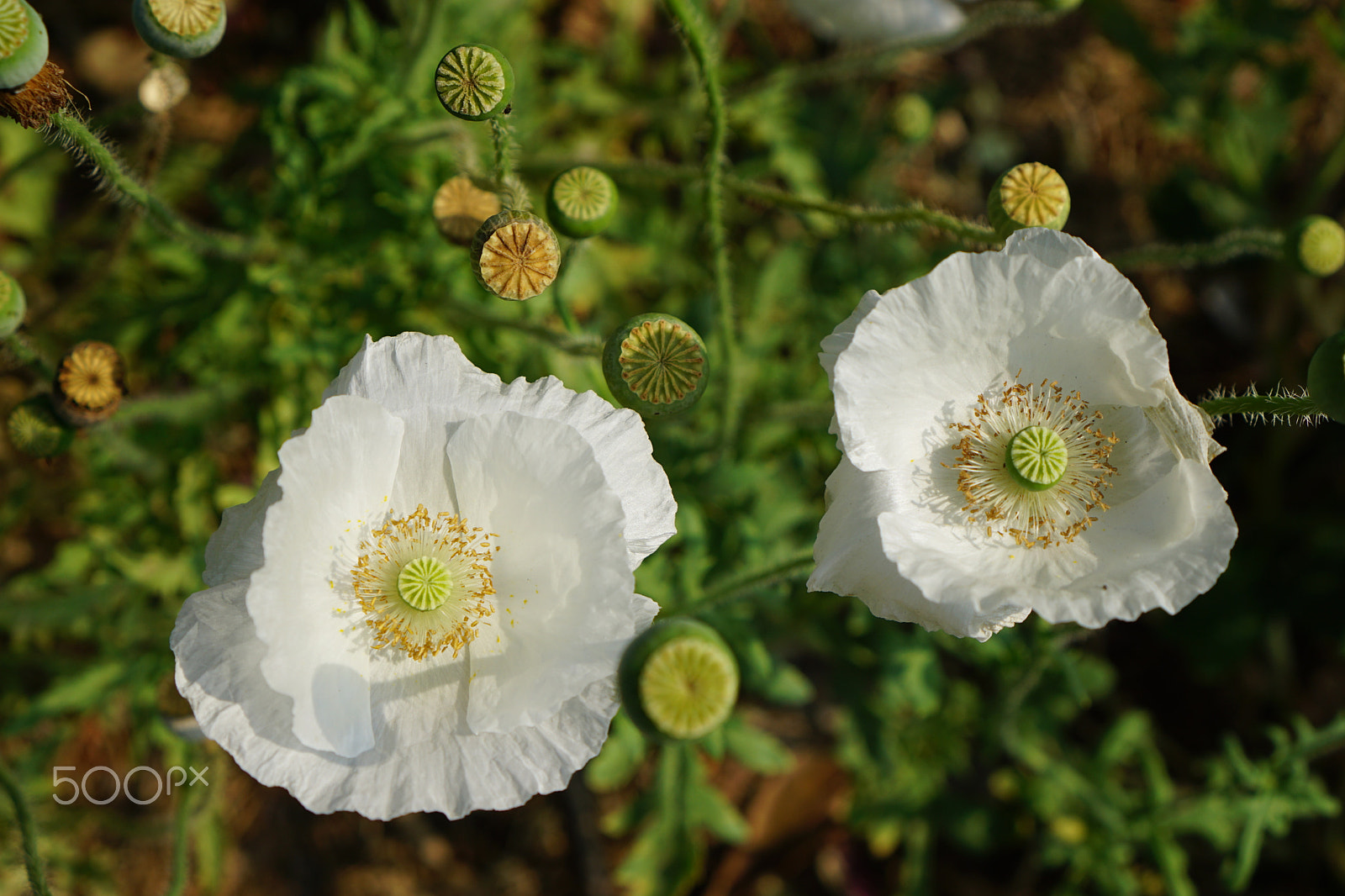 Sony a5100 + Sony E 35mm F1.8 OSS sample photo. Papaver rhoeas, white photography