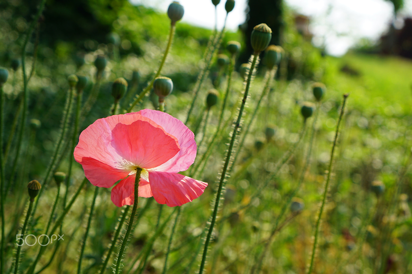 Sony a5100 + Sony E 35mm F1.8 OSS sample photo. Papaver rhoeas, pink photography