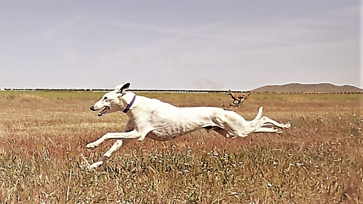 Olympus TG-3 sample photo. Greyhound photography