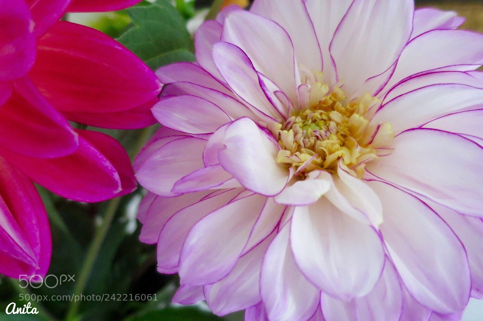 Canon PowerShot S120 sample photo. The language of flowers photography
