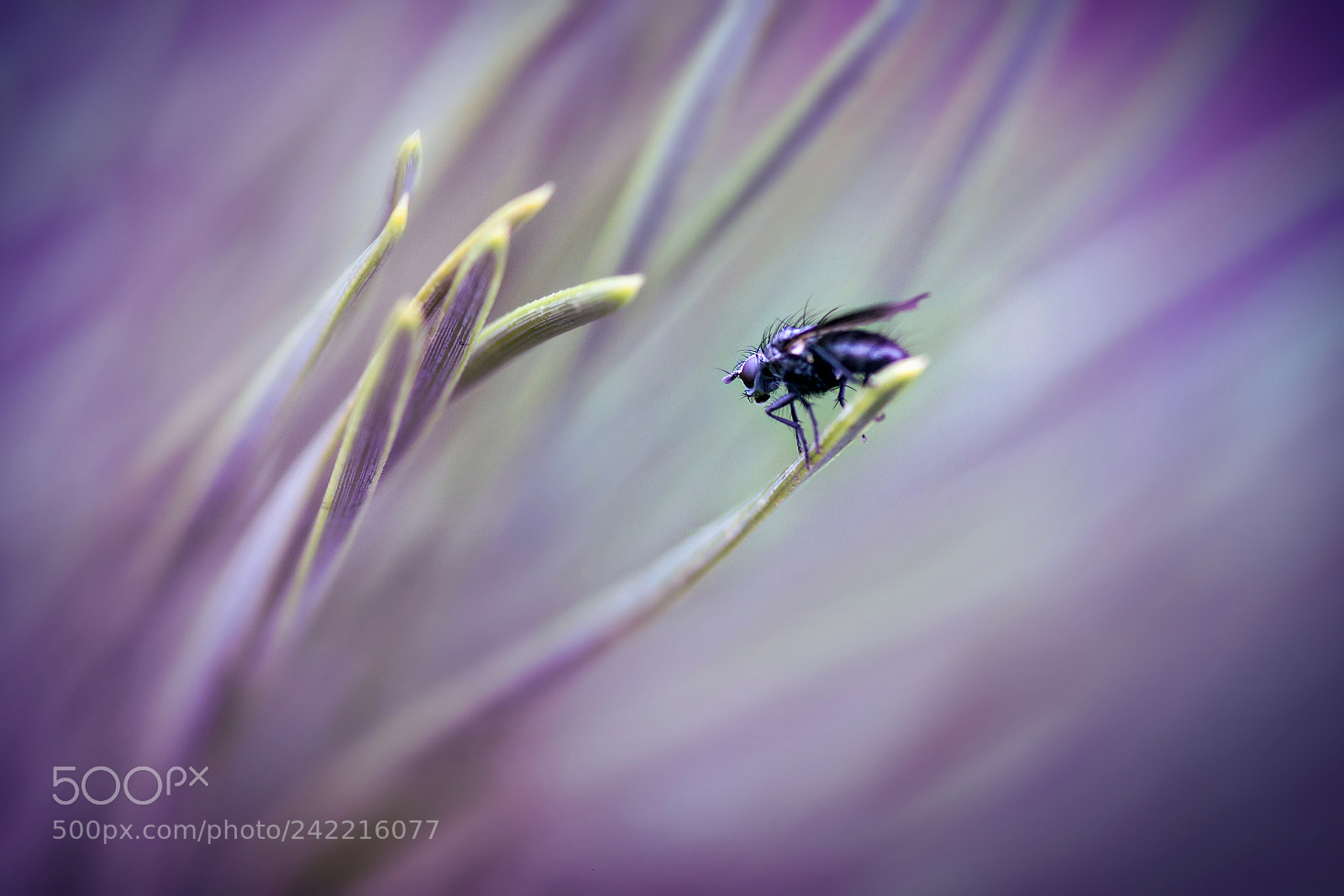 Canon EOS 50D sample photo. A fly photography