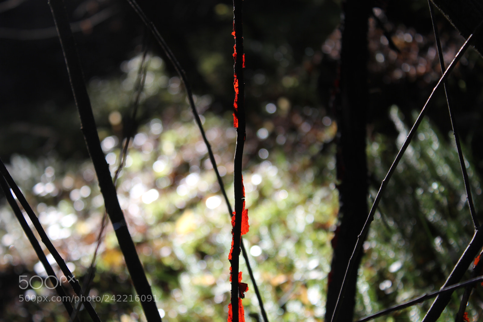 Canon EOS 60D sample photo. Edge? photography