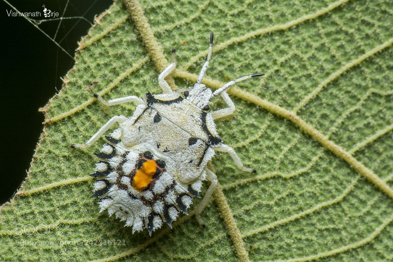 Nikon D7100 sample photo. Stink bug nymph  photography