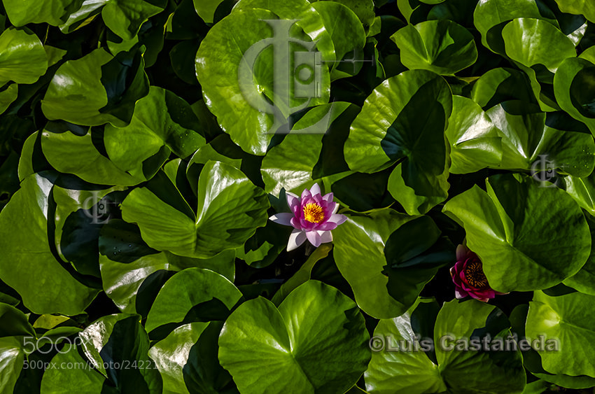 Pentax K-5 sample photo. Lotus photography