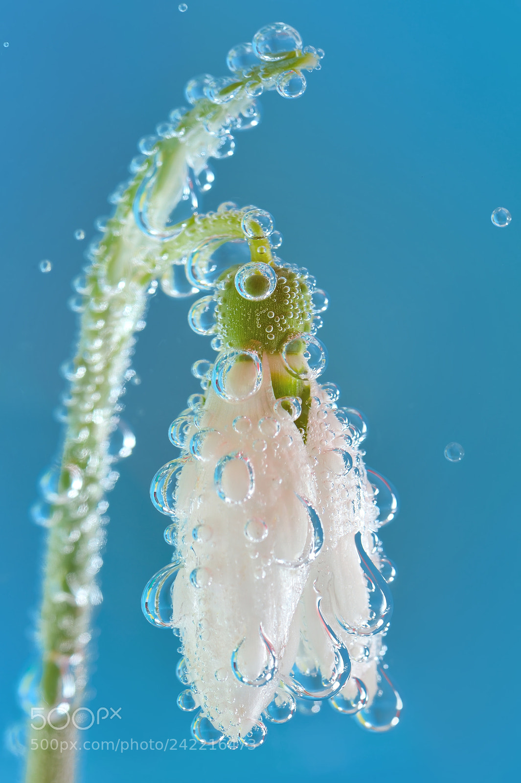 Nikon D700 sample photo. Single snowdrop and water photography