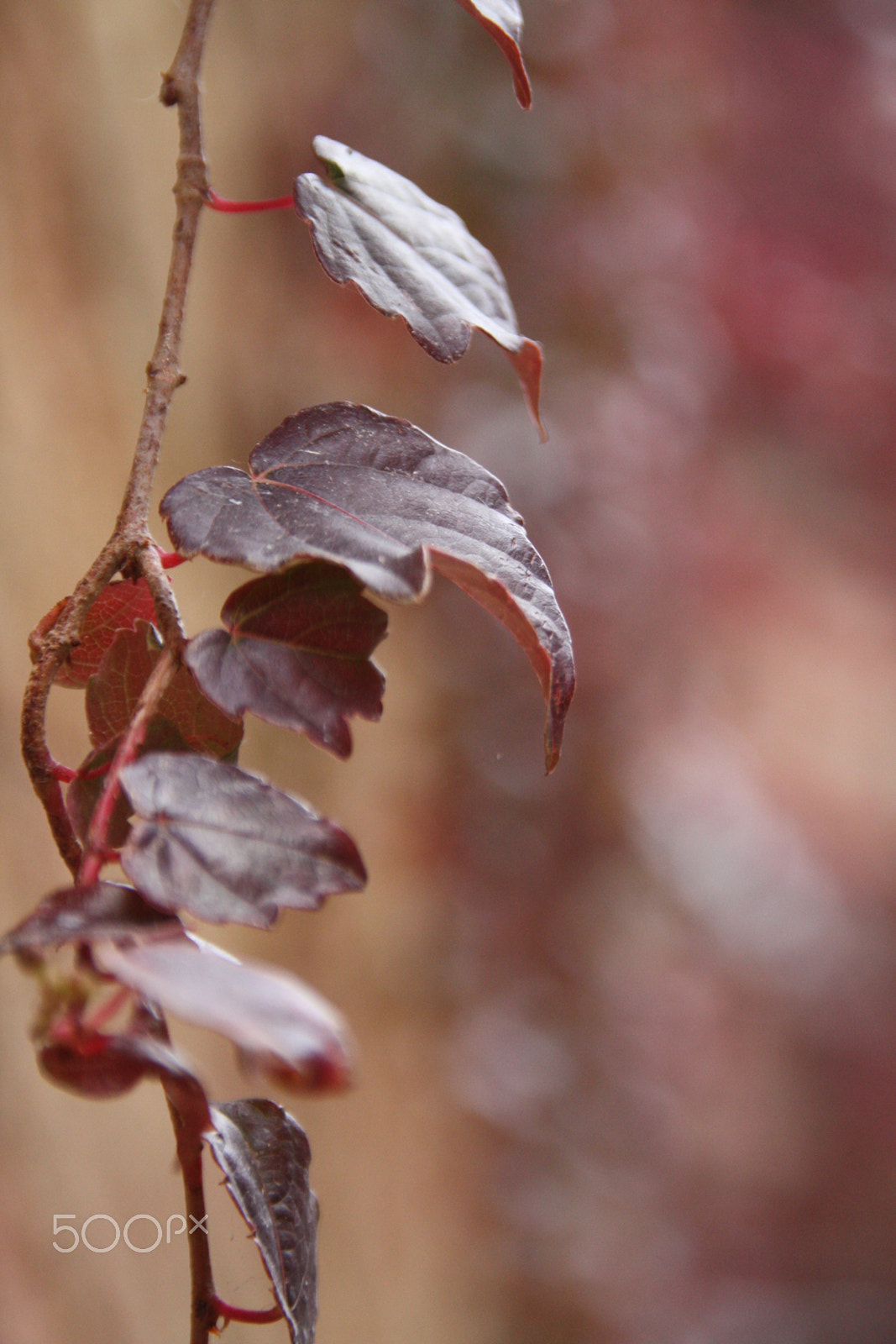 Canon EOS 450D (EOS Rebel XSi / EOS Kiss X2) sample photo. Close up leaves photography