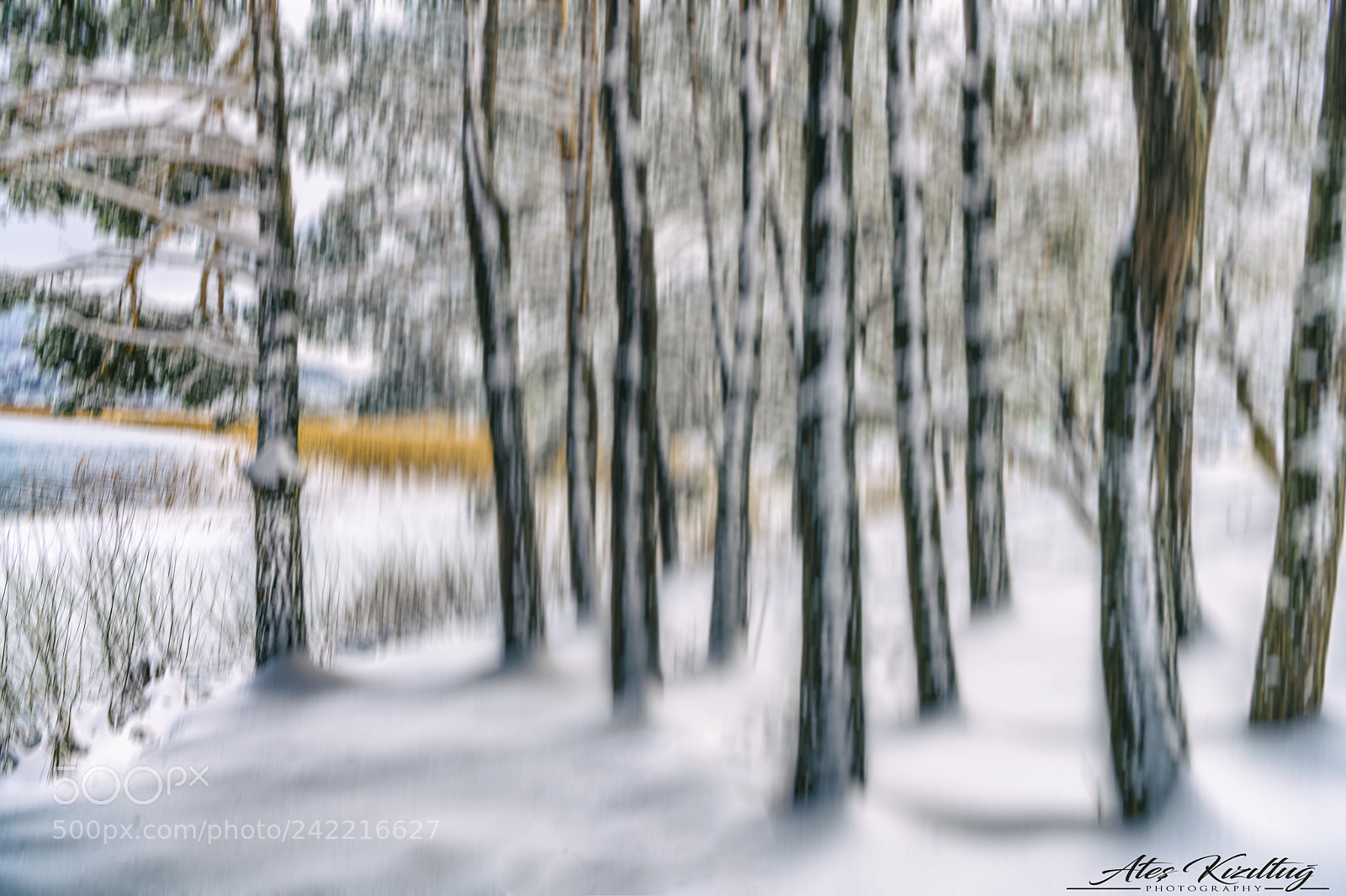 Nikon D850 sample photo. Forest photography