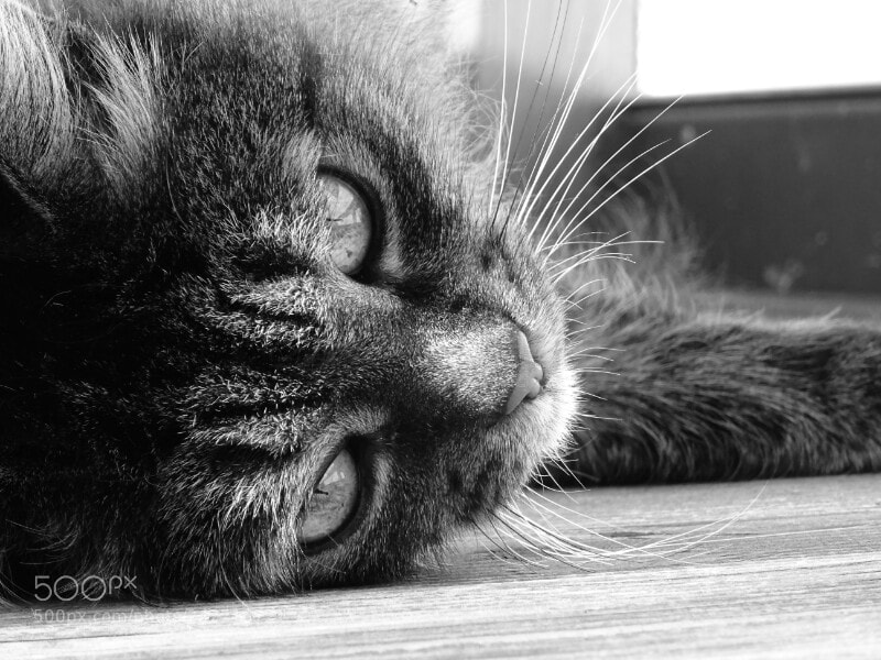 Sony DSC-HX60V sample photo. Sonnenbaden photography