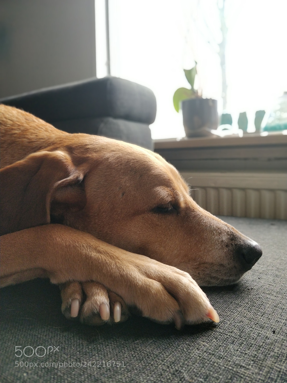 OnePlus 5T sample photo. Cutie photography