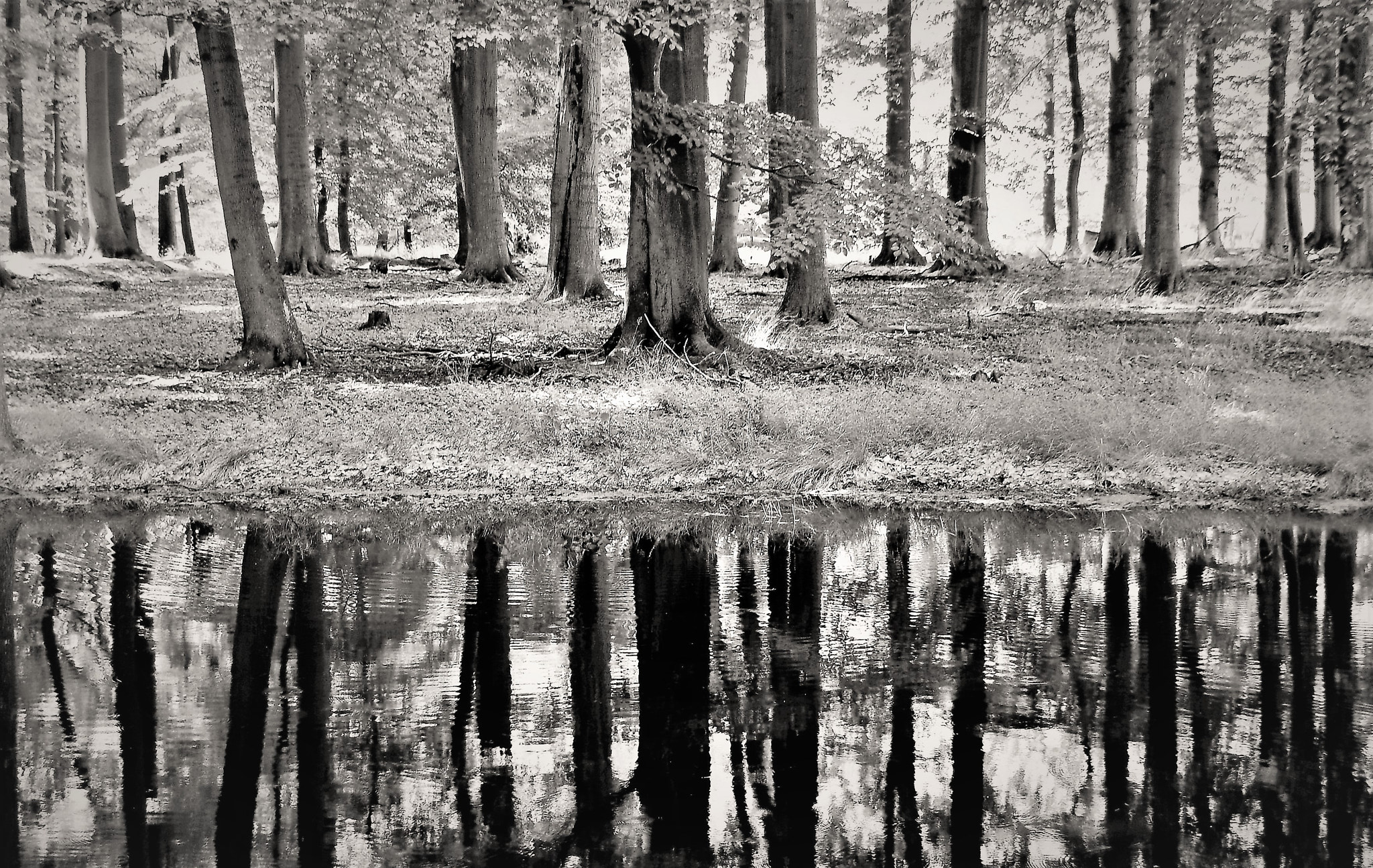 Nikon D40X sample photo. Trees in the mirror photography