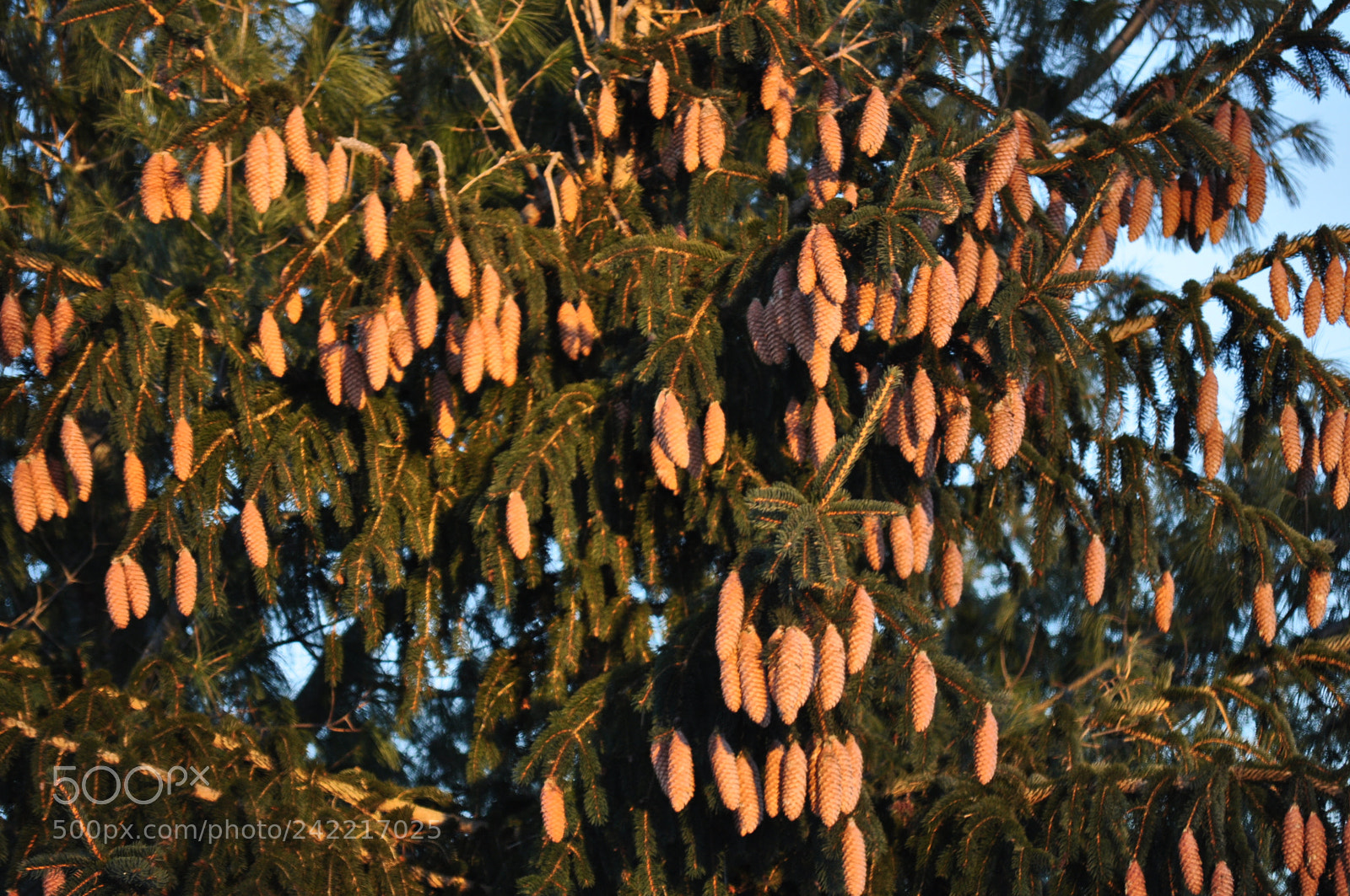 Nikon D5000 sample photo. Cone festival photography