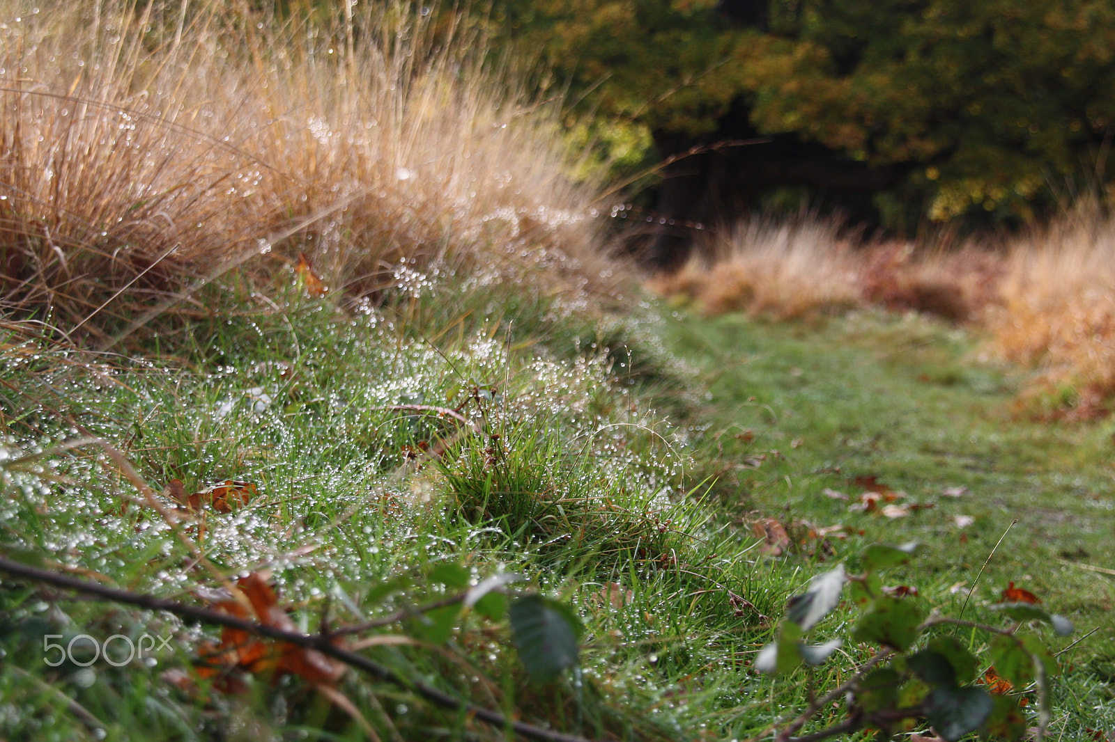Sigma 18-200mm f/3.5-6.3 DC OS sample photo. Grass close up photography