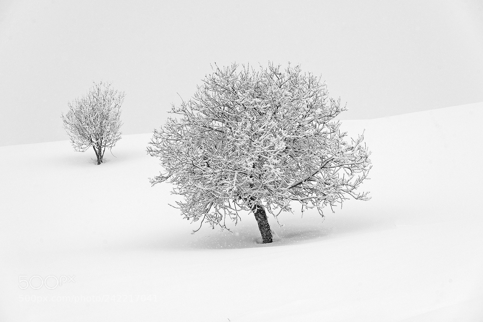Nikon D800 sample photo. Winter satori photography