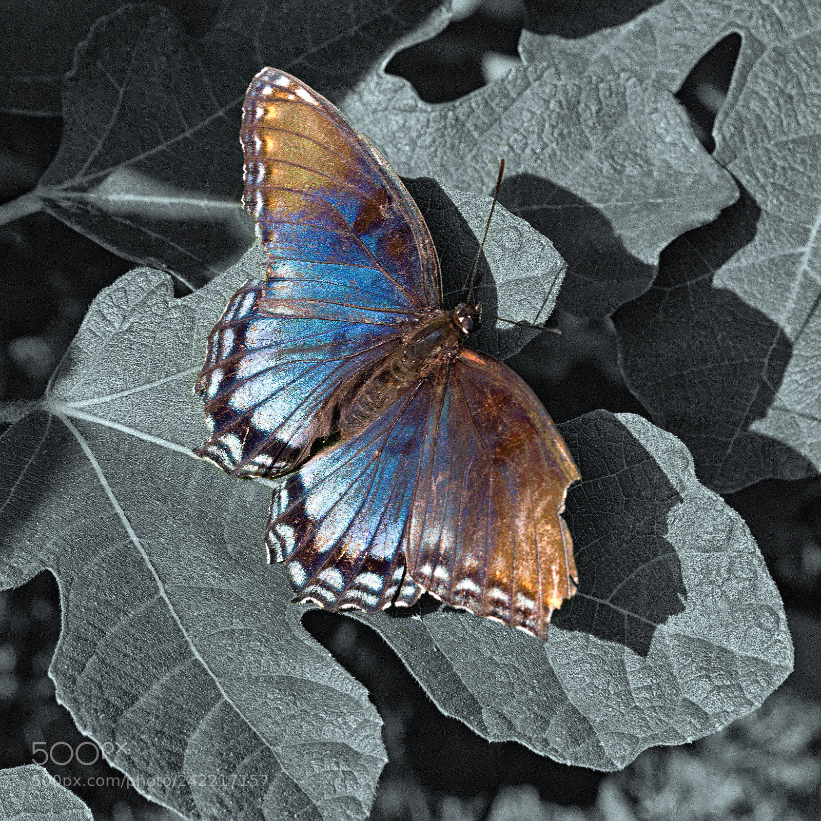Pentax K-5 sample photo. Broken wing butterfly photography