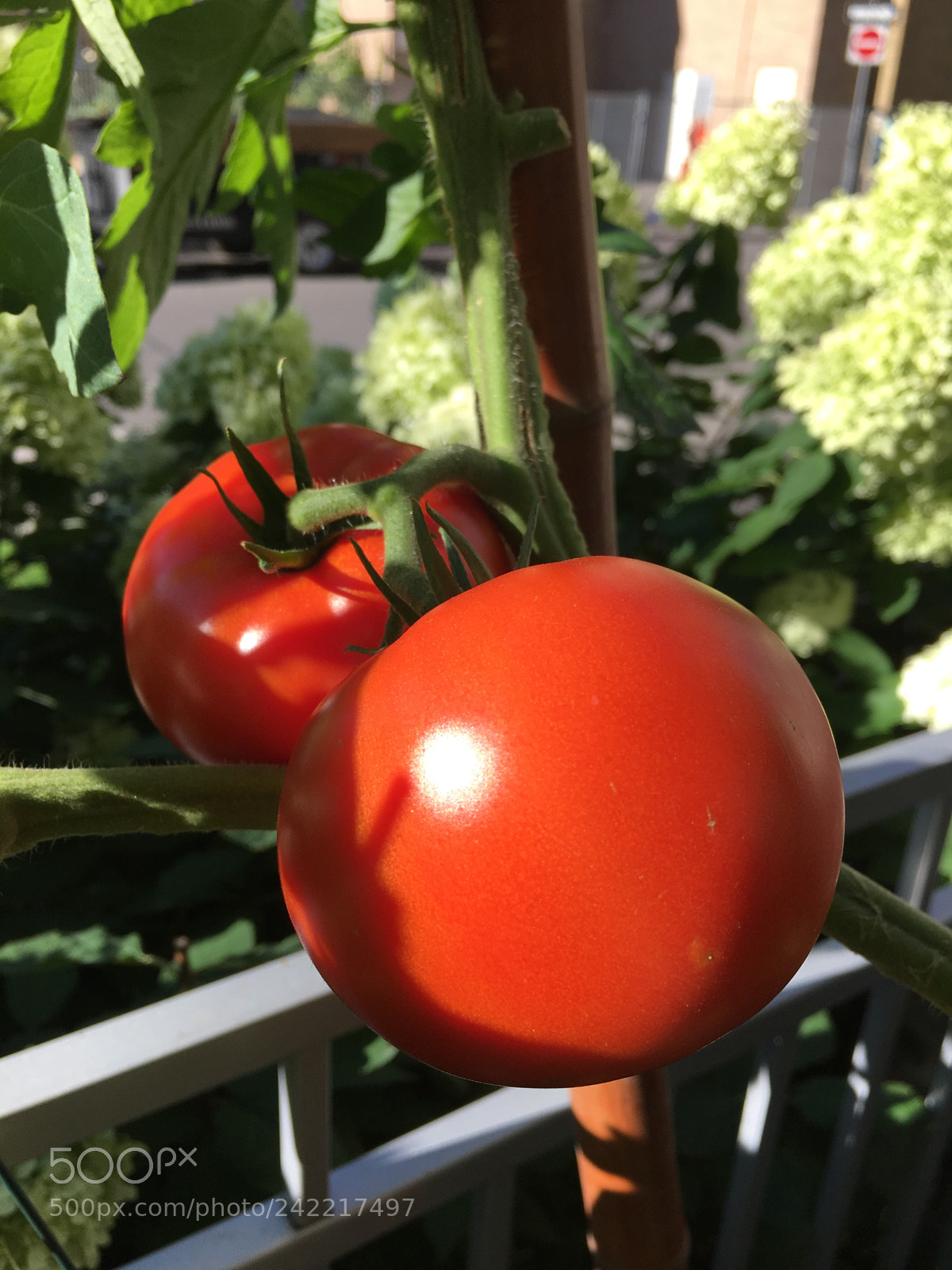 Apple iPhone 6s sample photo. City grown toms photography