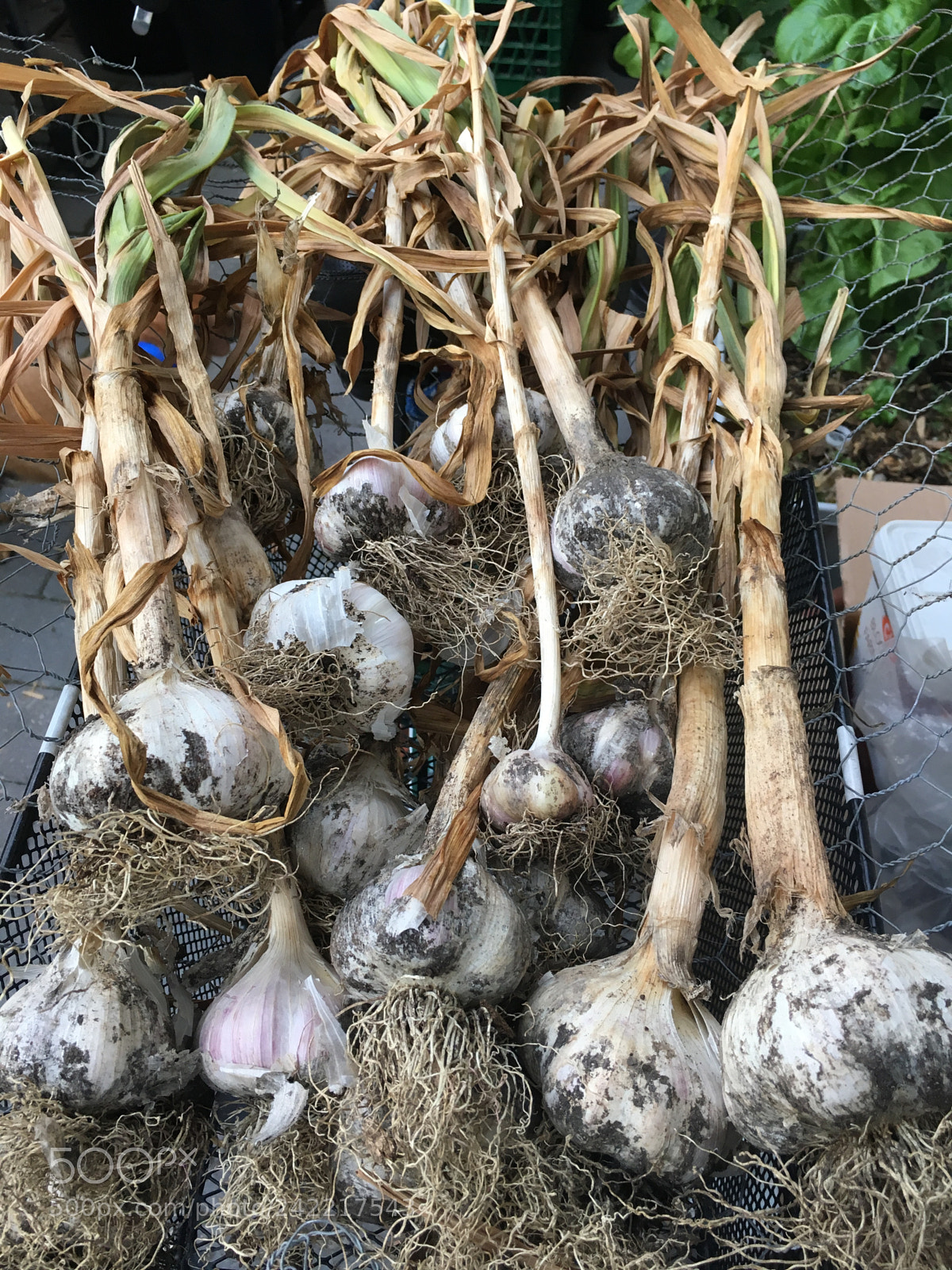 Apple iPhone 6s sample photo. City grown garlic photography