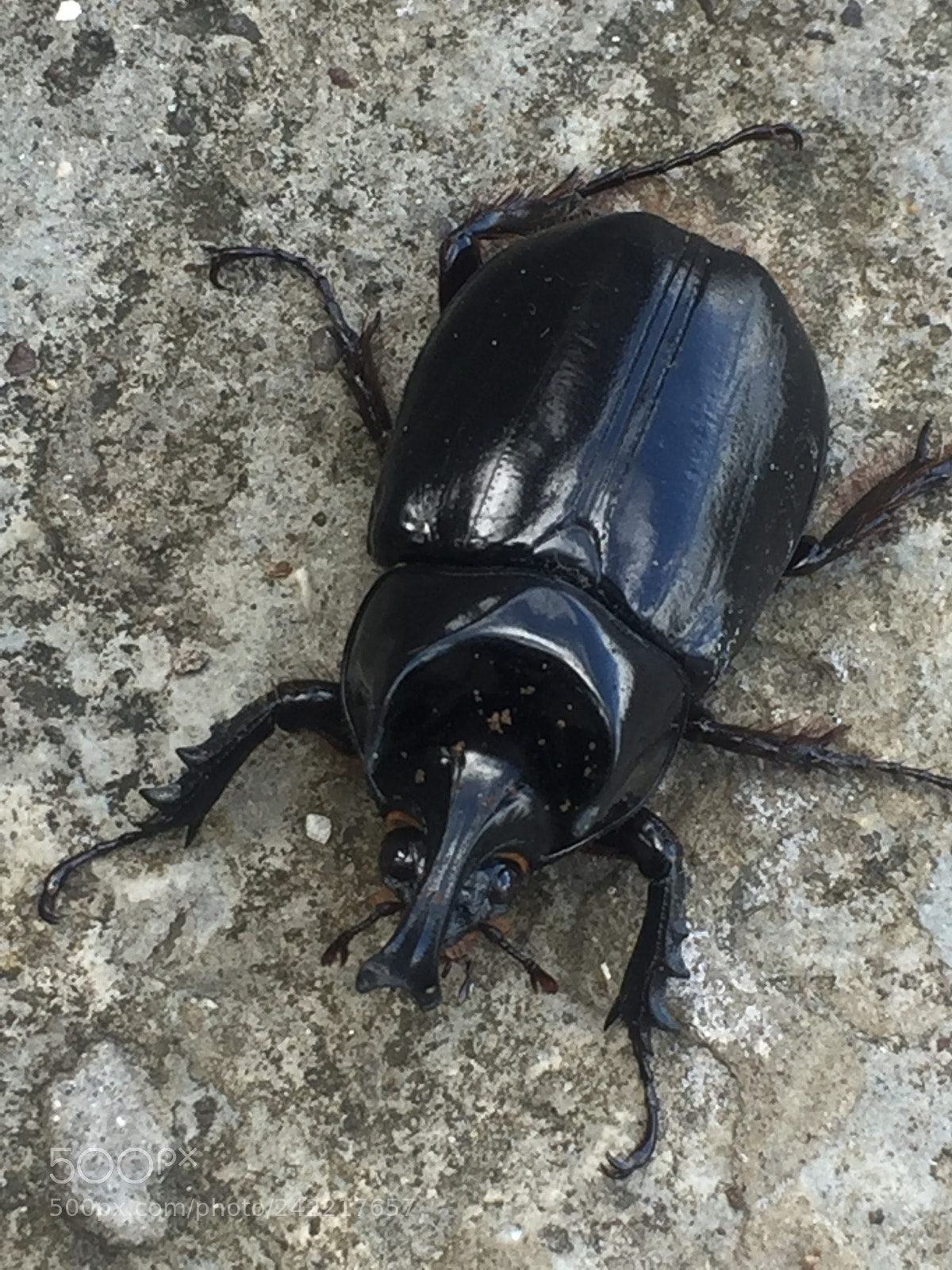Apple iPhone 6 sample photo. Insect photography