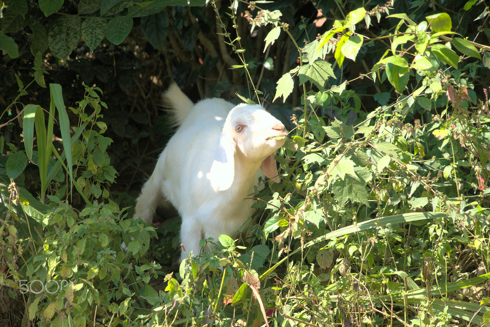 Sony FE 24-240mm F3.5-6.3 OSS sample photo. Goat photography
