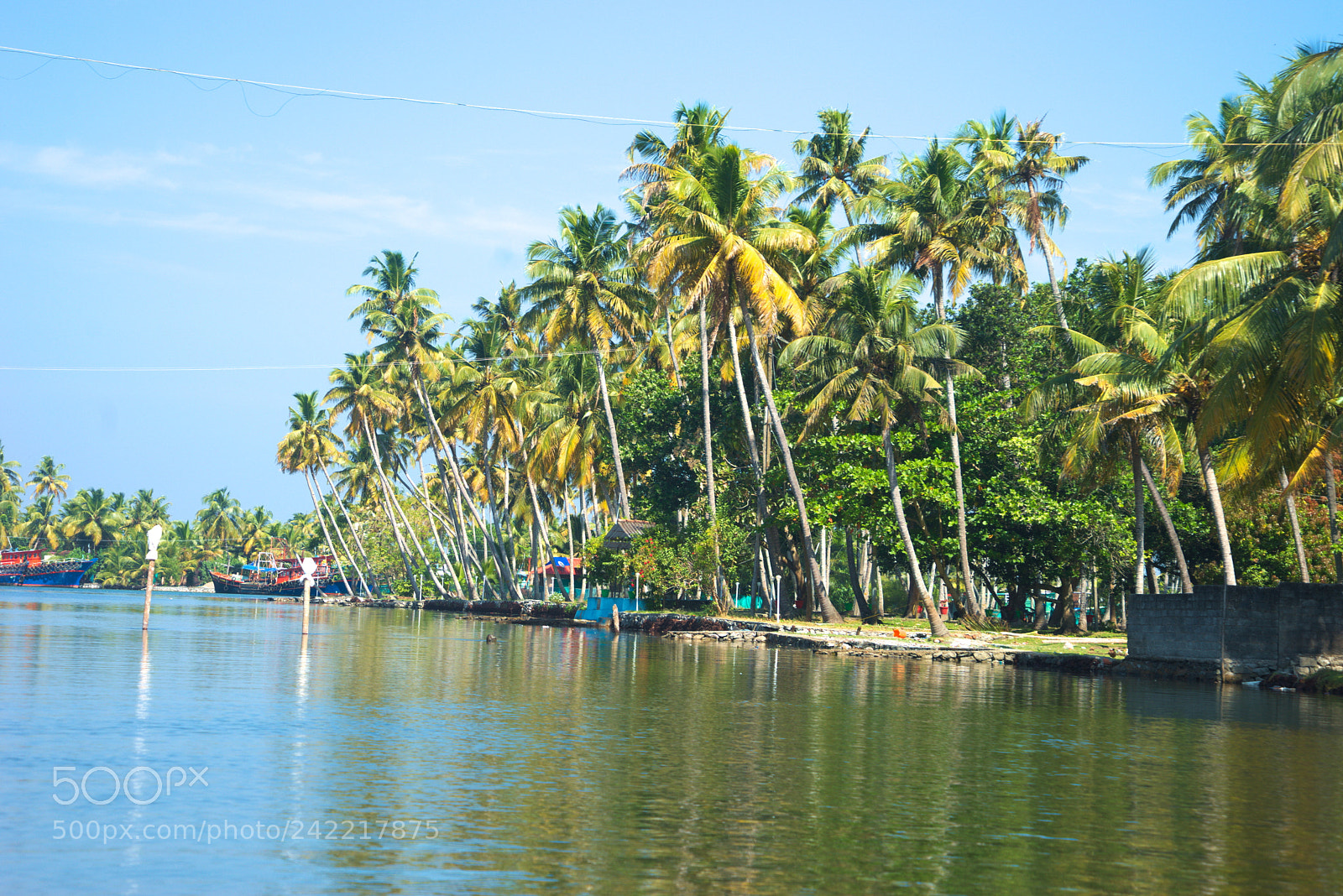 Sony a7 sample photo. Coconut trees photography