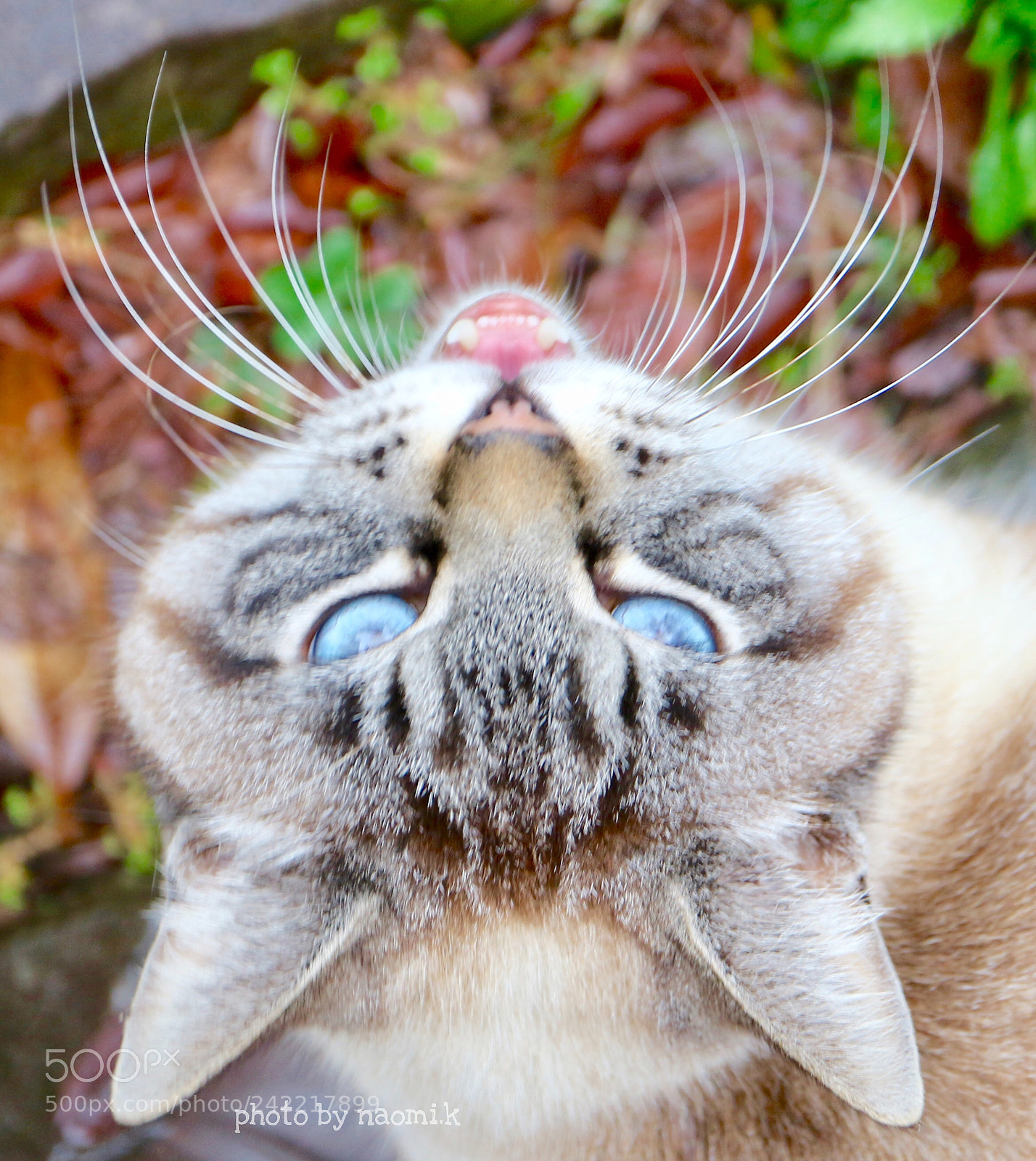 Canon EOS M10 sample photo. Cat photography