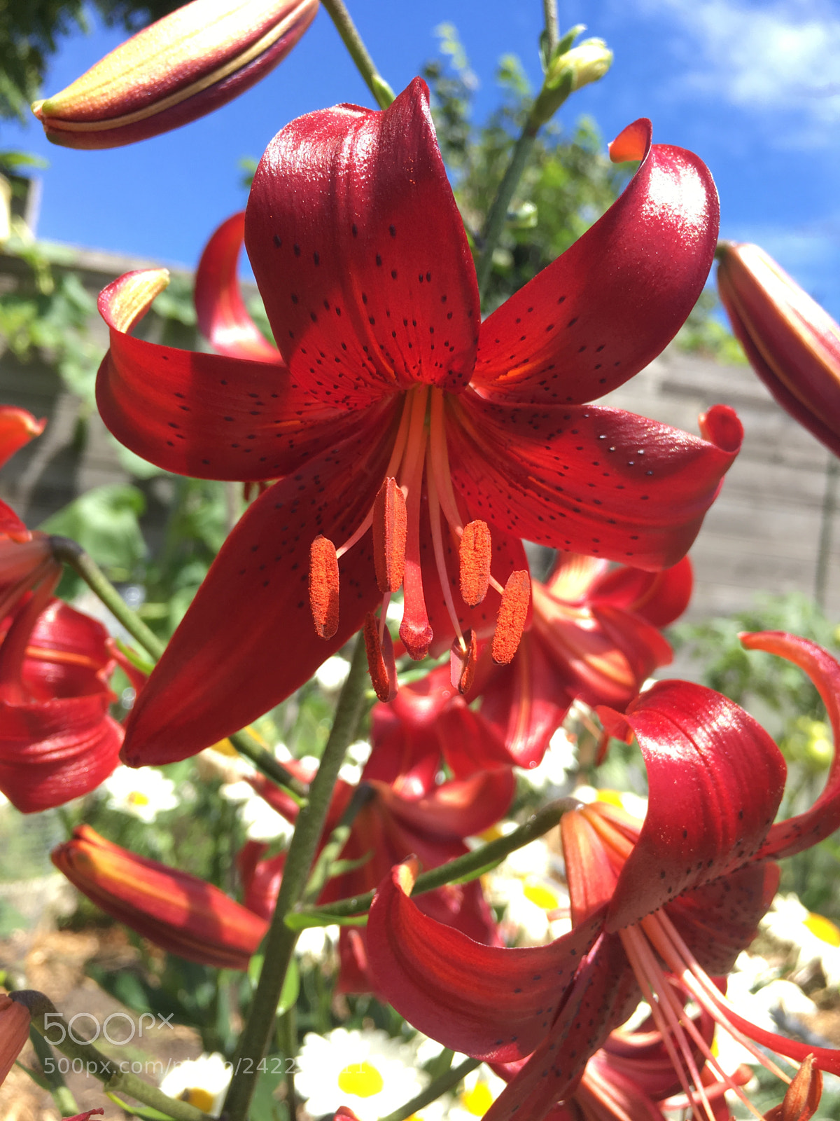 Apple iPhone 6s sample photo. Towering lillies photography