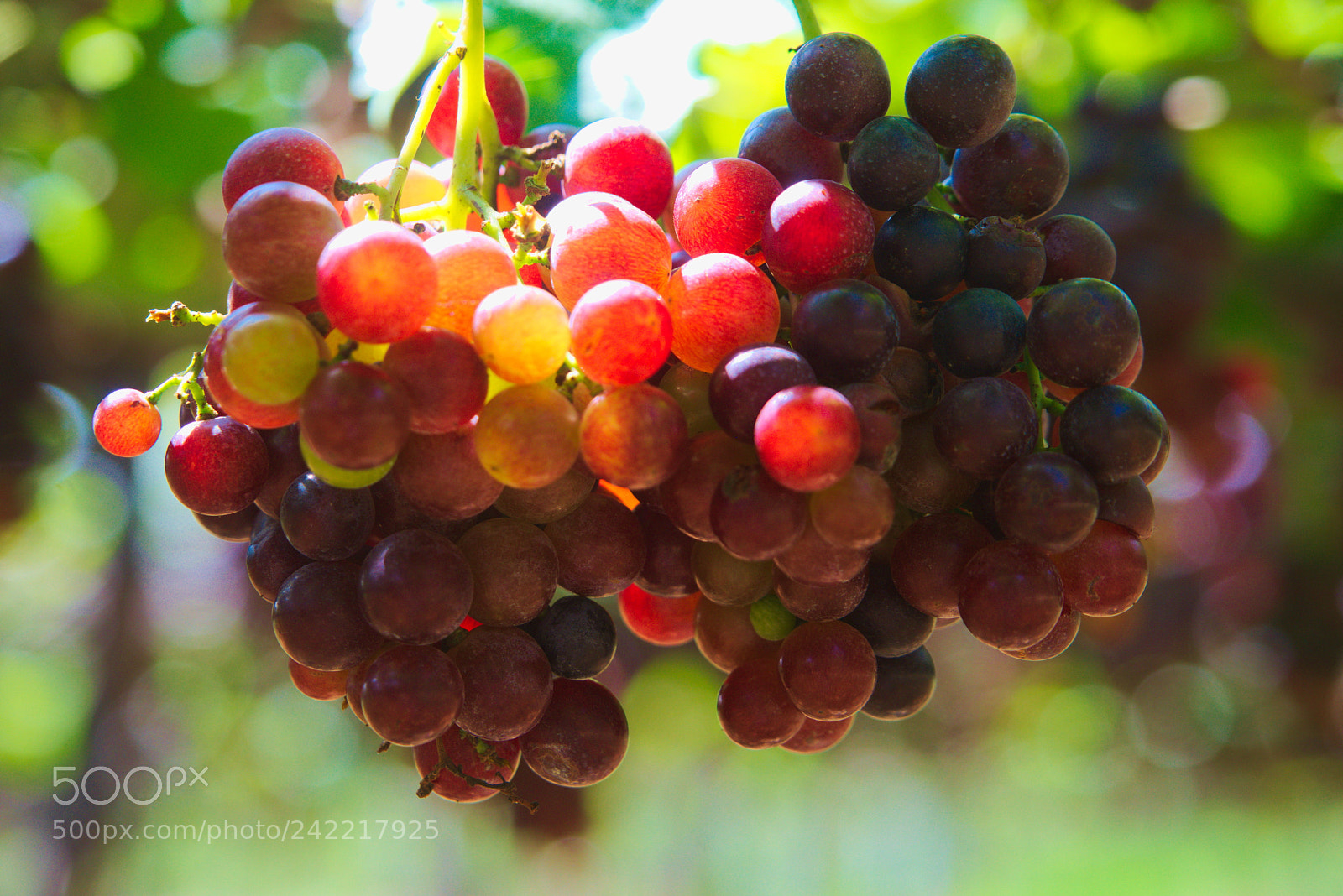 Sony a7 sample photo. Grapes photography