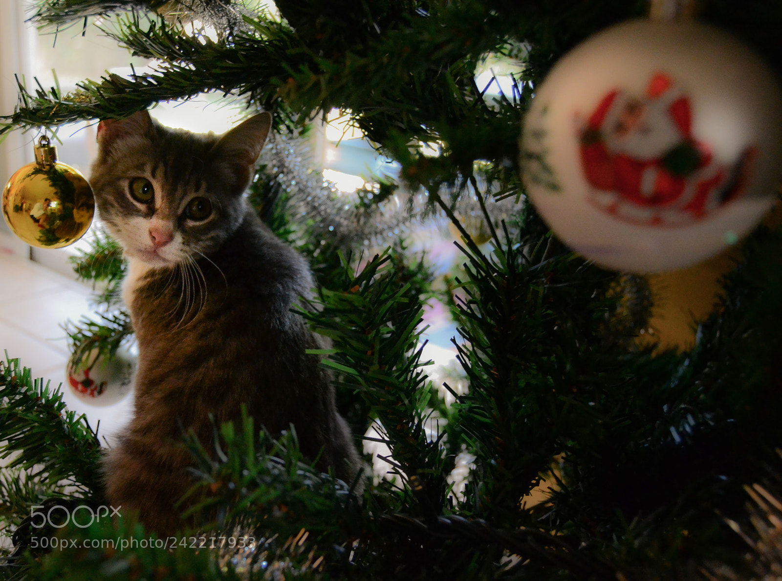 Nikon D3100 sample photo. Christmas cat photography