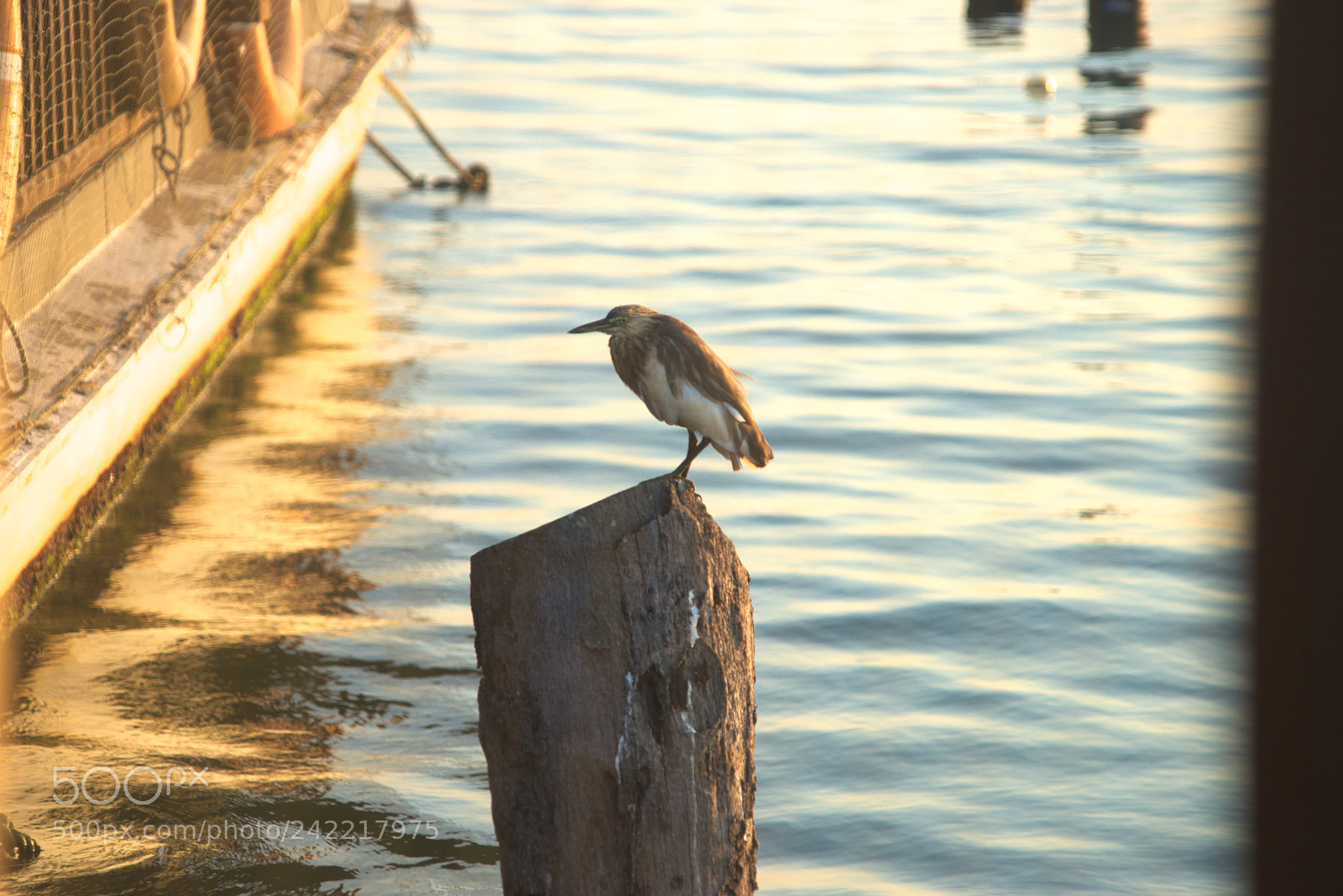 Sony a7 sample photo. Bird photography
