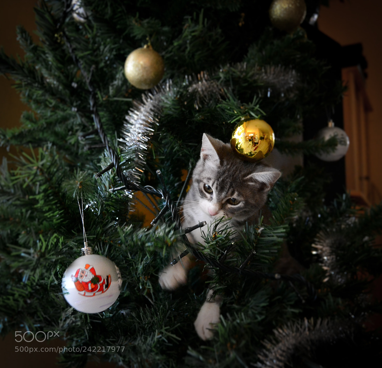 Nikon D3100 sample photo. Christmas cat photography
