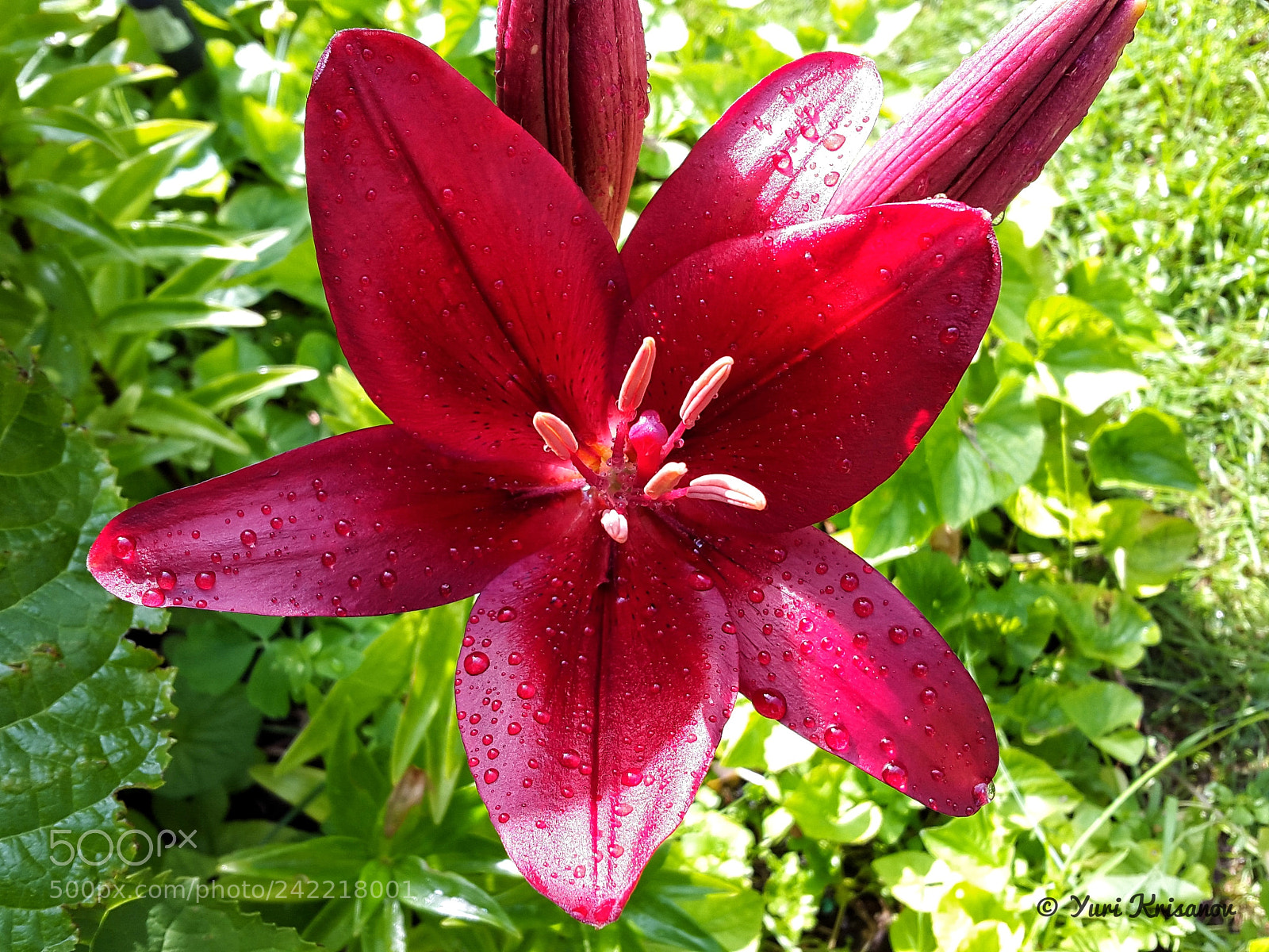 Samsung Galaxy Alpha sample photo. Flower lily after rain photography