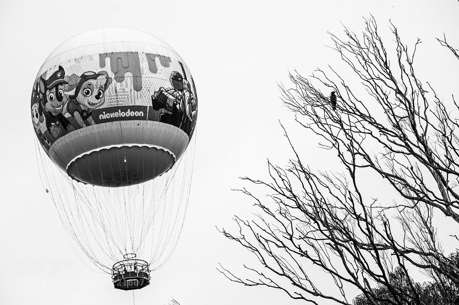 Nikon D7100 sample photo. Fly.. photography