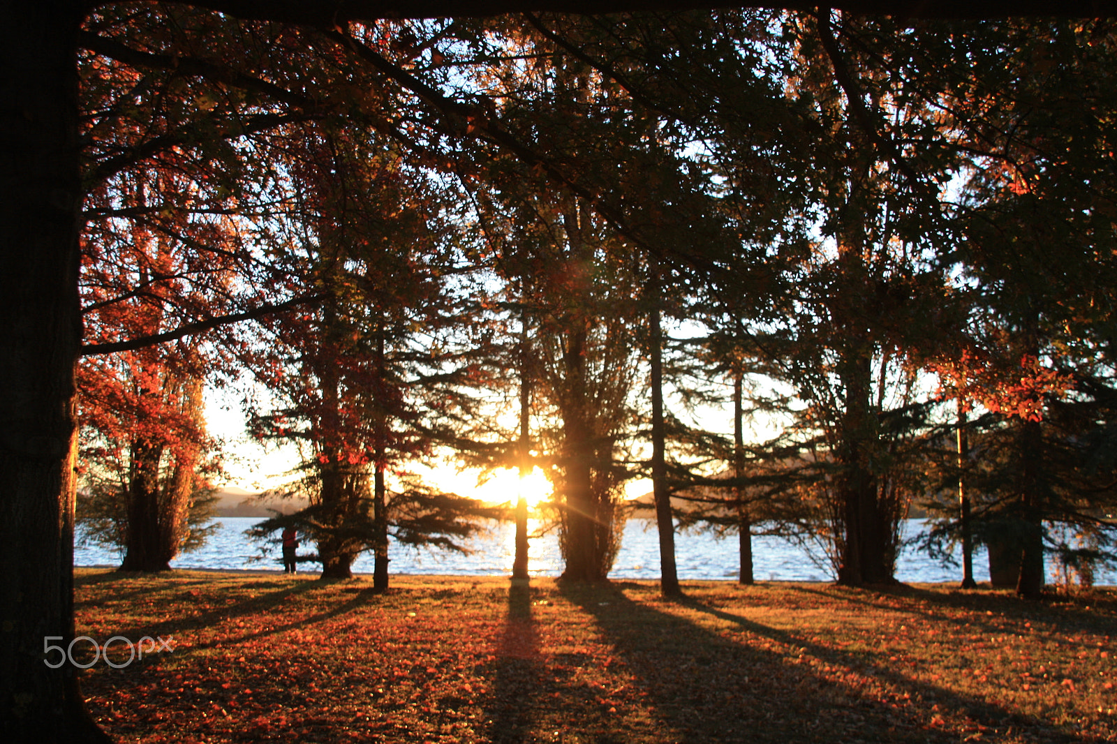 Sigma 18-200mm f/3.5-6.3 DC OS sample photo. Fading light through the trees photography