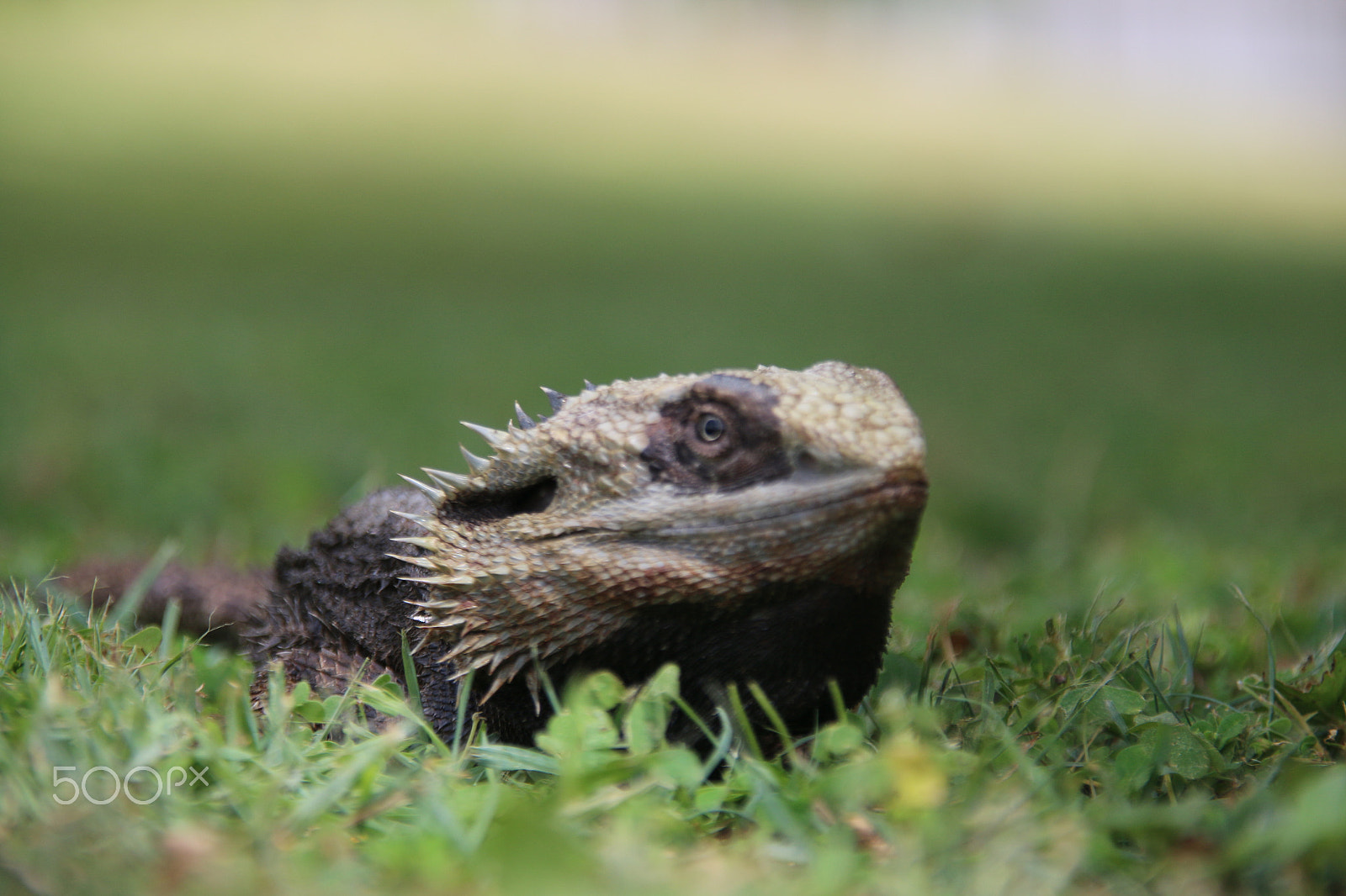 Canon EOS 70D + Sigma 18-200mm f/3.5-6.3 DC OS sample photo. Lizard photography