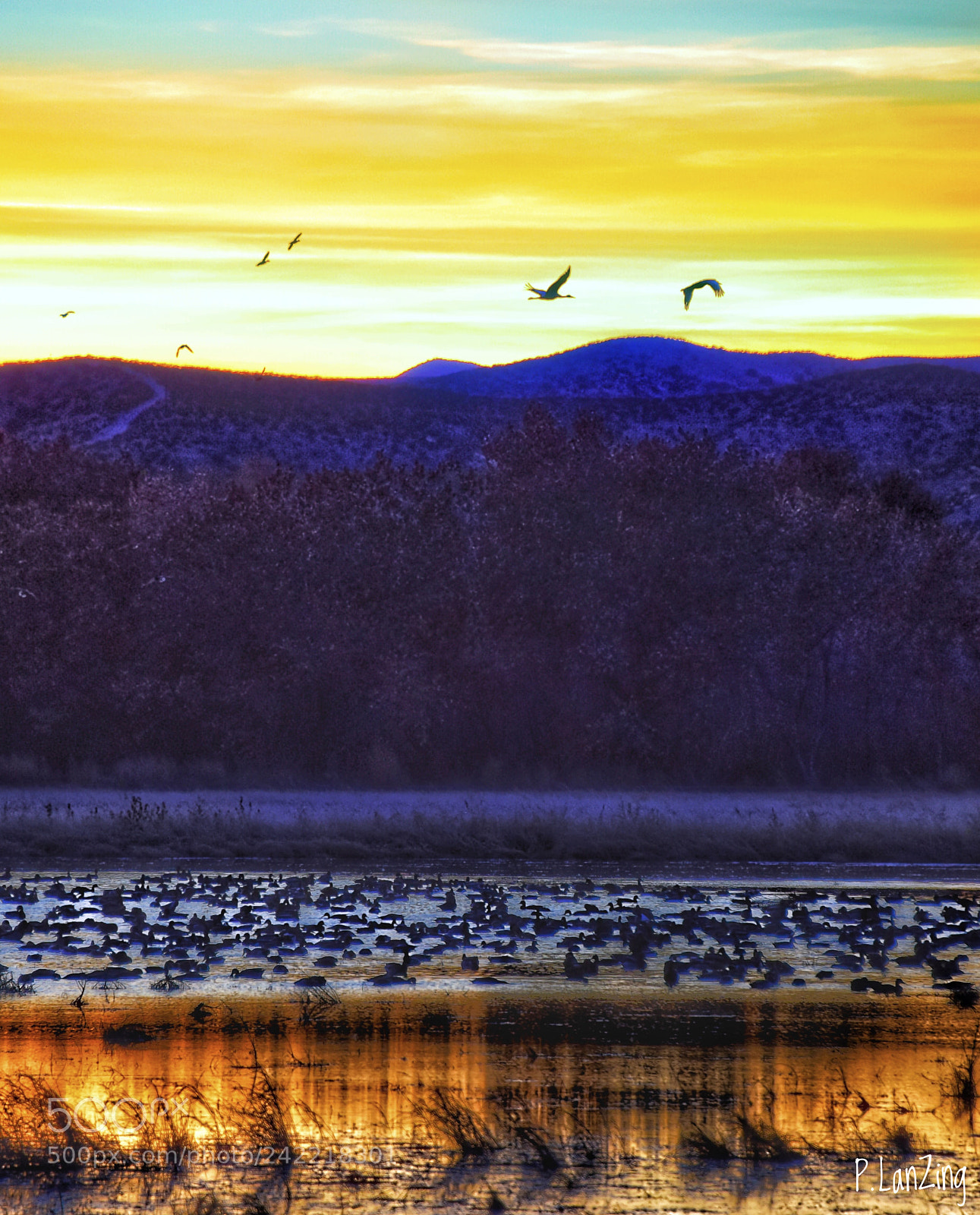 Nikon D810 sample photo. Bosque del apache, new photography