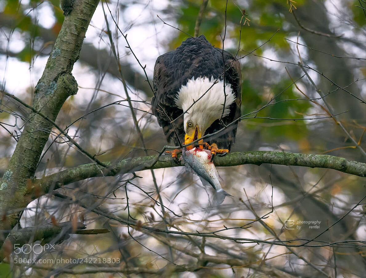 Nikon D500 sample photo. 大餐 photography