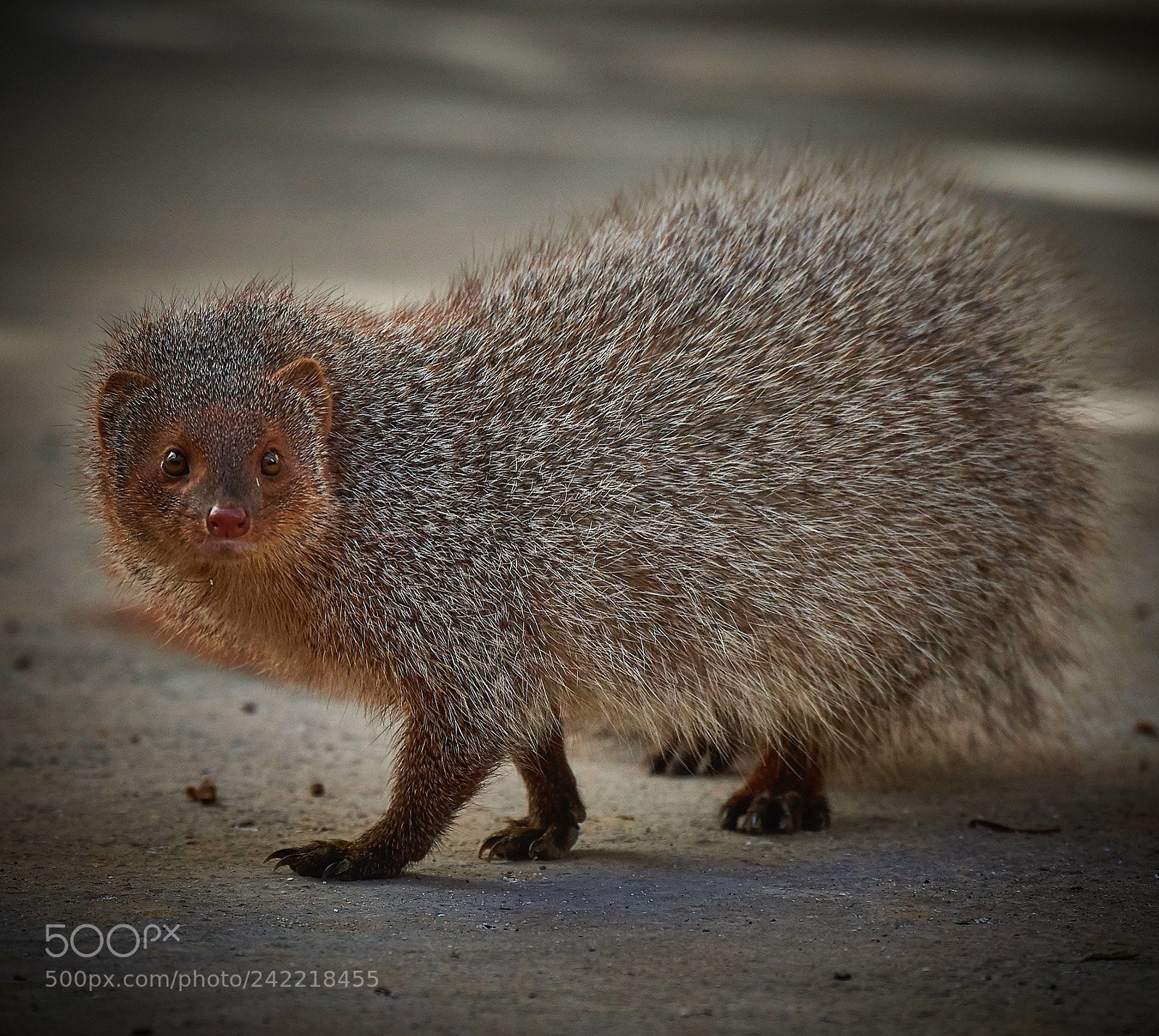 Nikon D810 sample photo. Mongoose photography