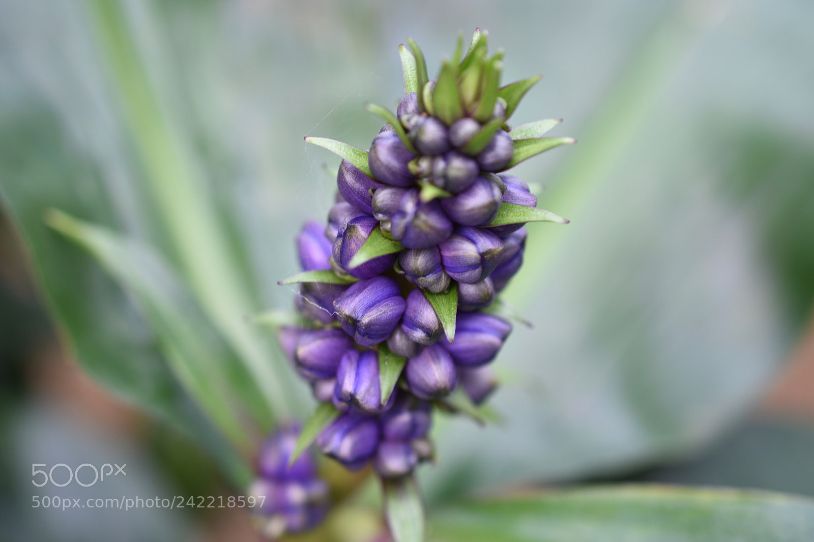 Nikon D3400 sample photo. Deep purple photography