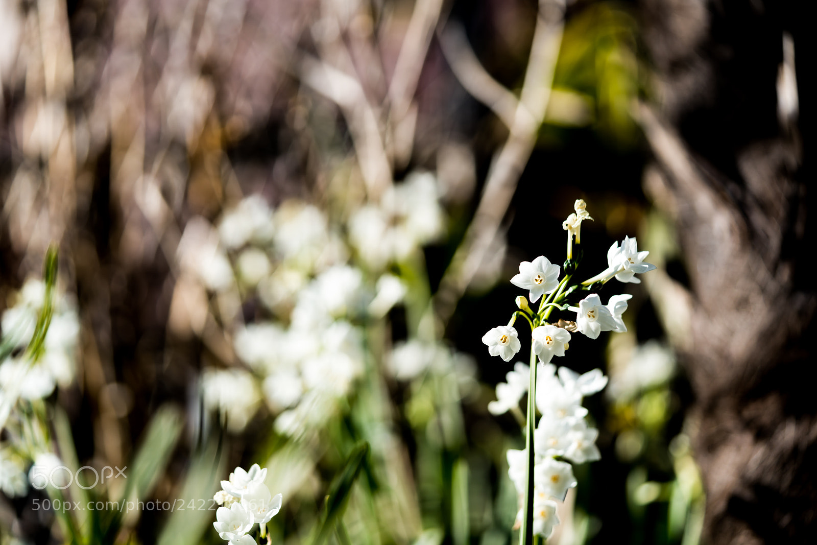 Sony a7R III sample photo. Narcissus began to bloom photography