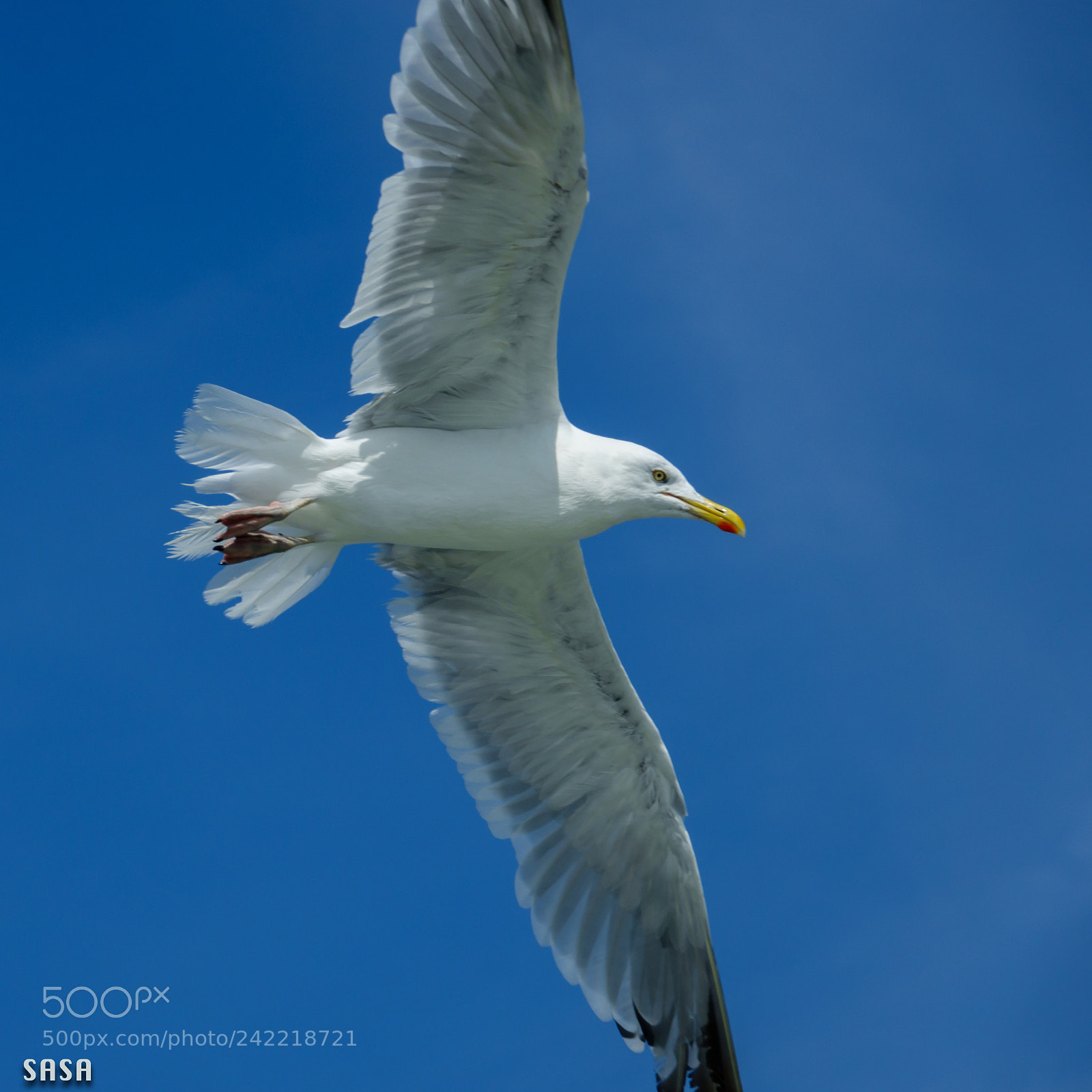 Sony Cyber-shot DSC-RX10 III sample photo. Sea gull photography