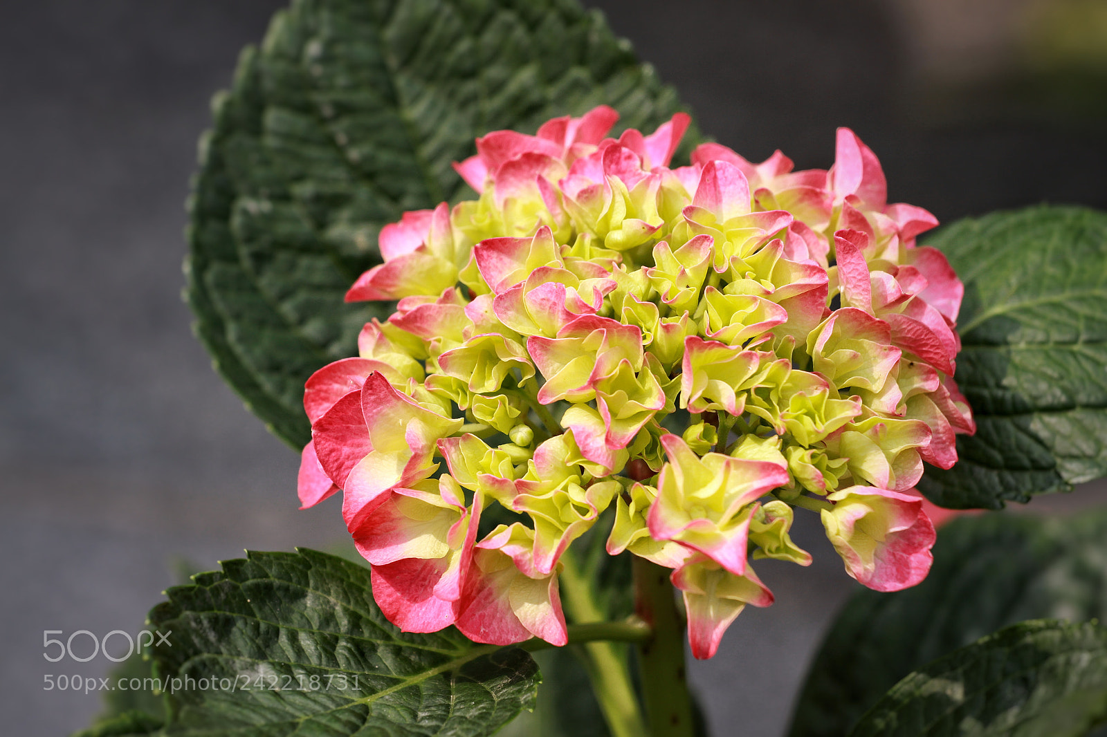Canon EOS 50D sample photo. Untitled photography