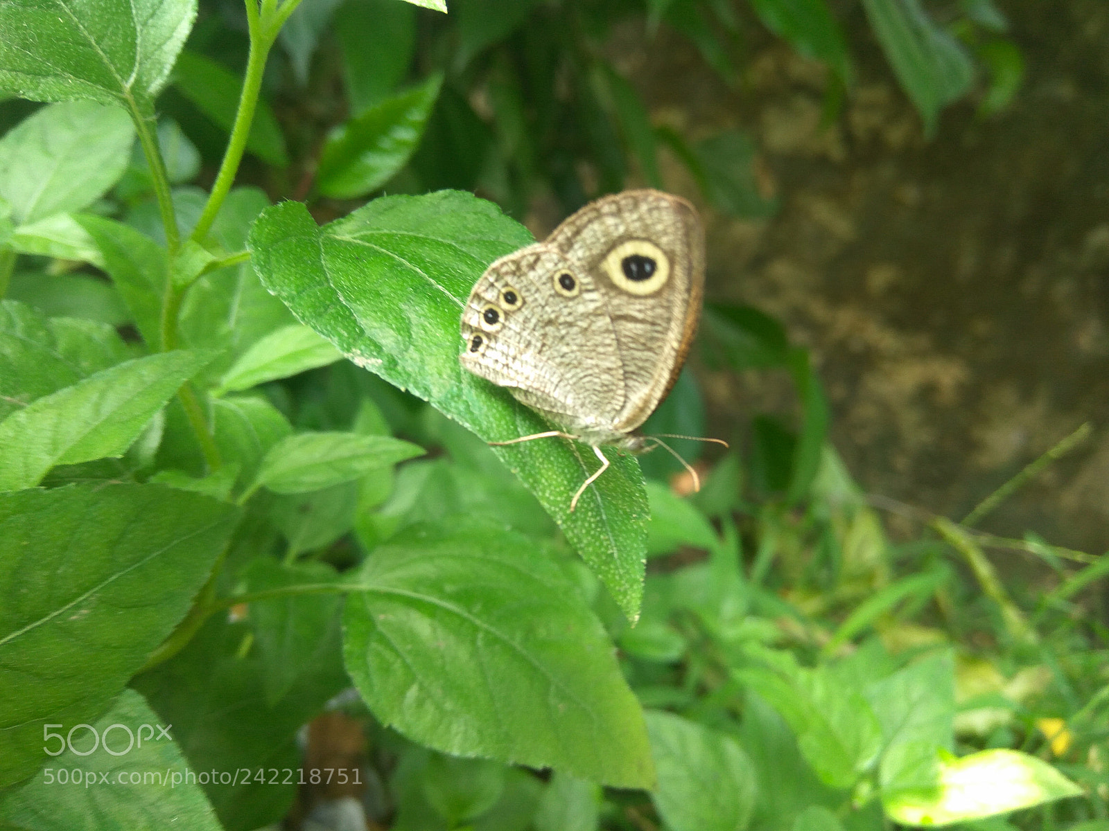 Xiaomi Redmi Note3 sample photo. Untitled photography