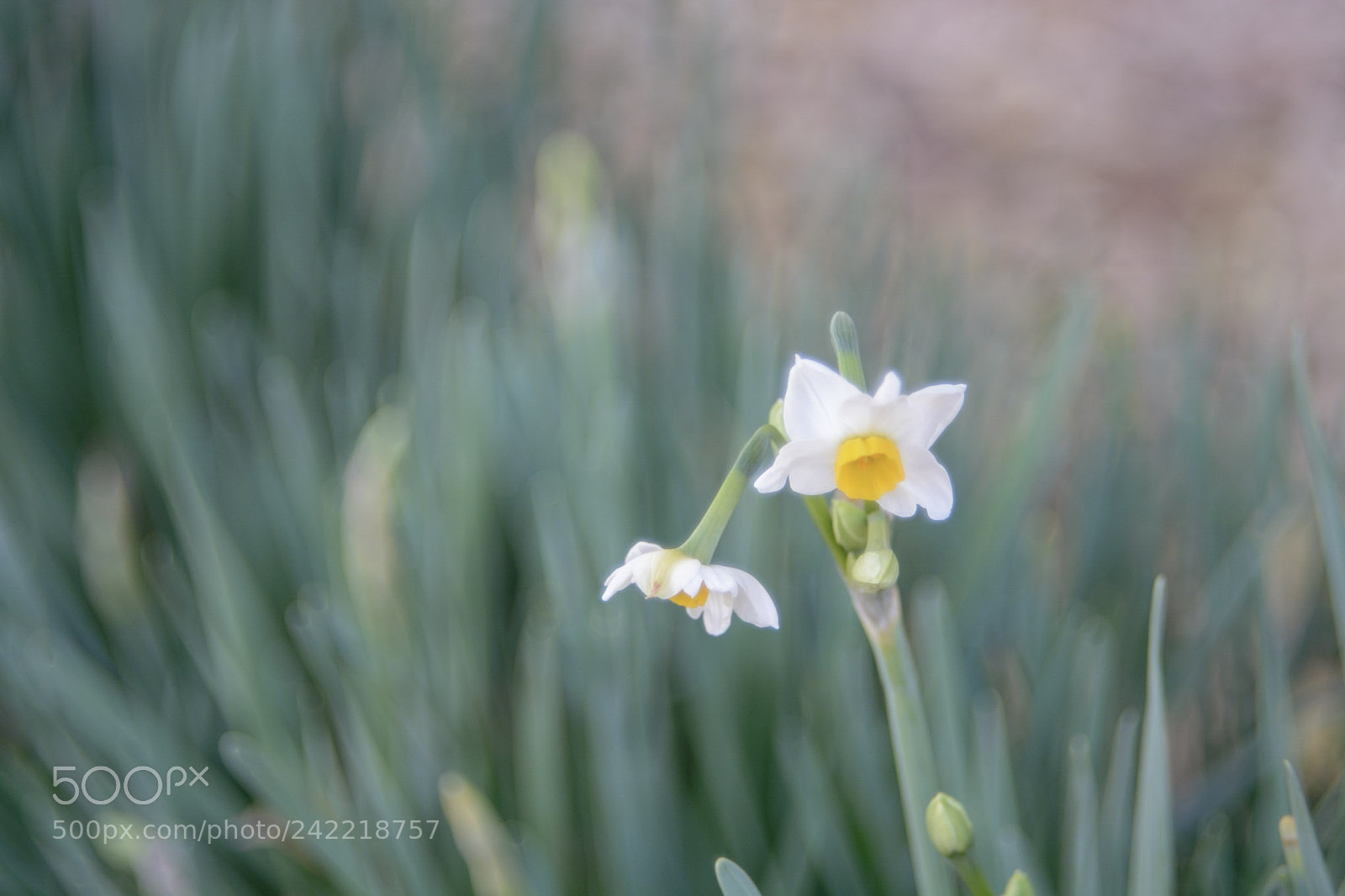 Nikon D7100 sample photo. Suisen photography