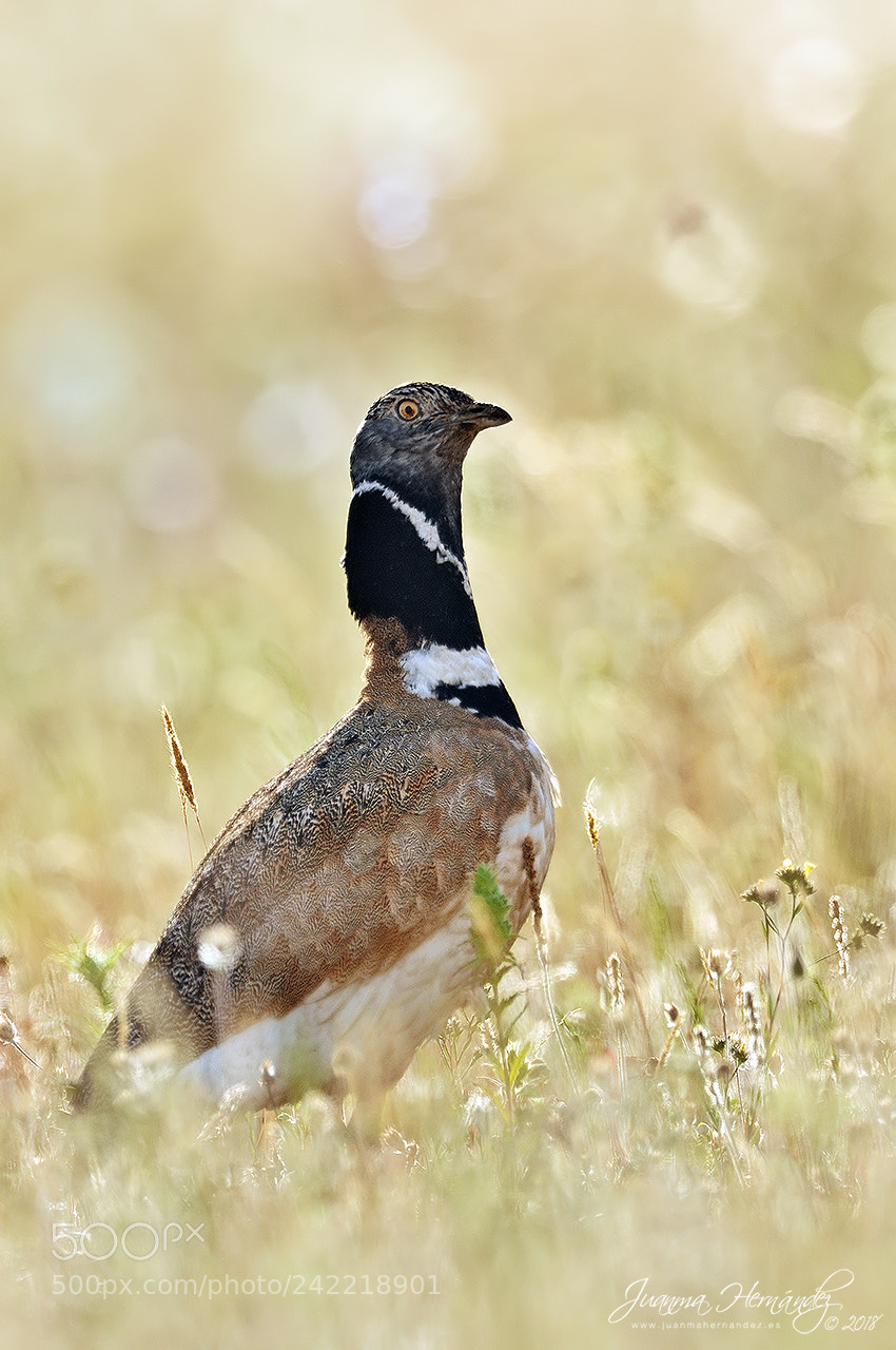 Nikon D300 sample photo. Little bustard flare photography