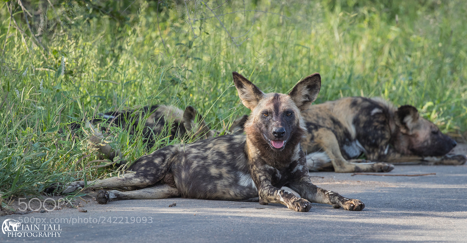 Canon EOS-1D X Mark II sample photo. Painted dog photography