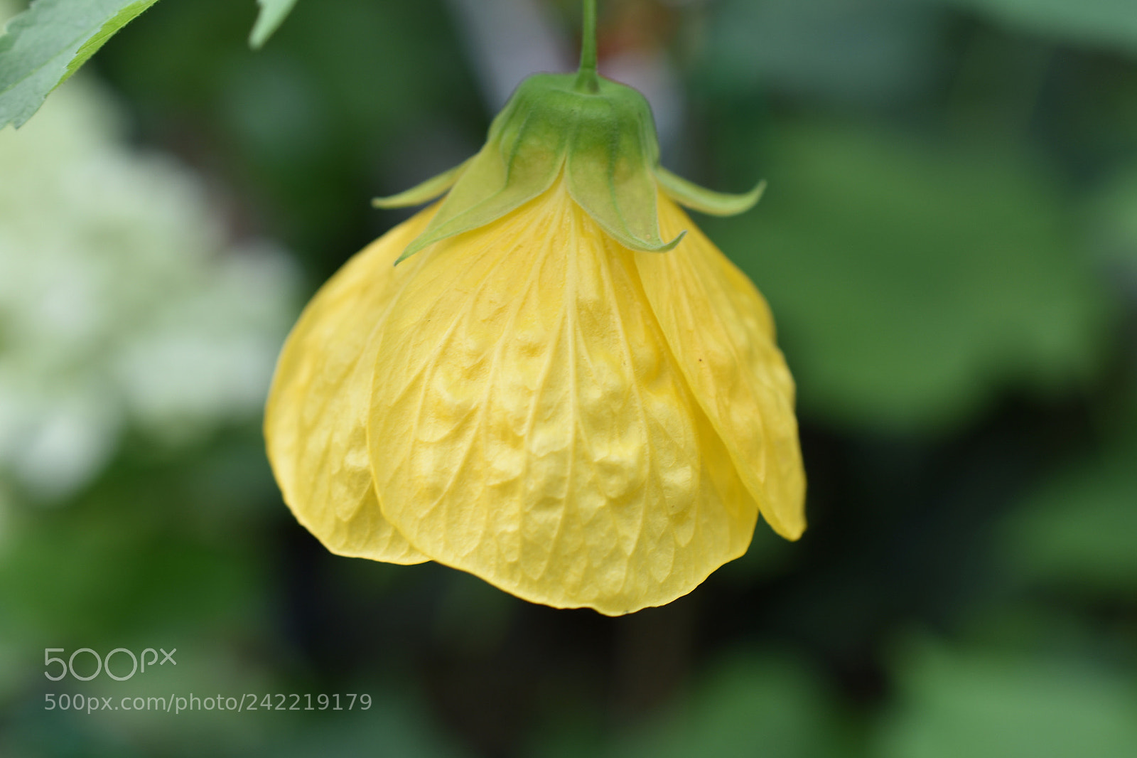Nikon D3400 sample photo. The shy type photography