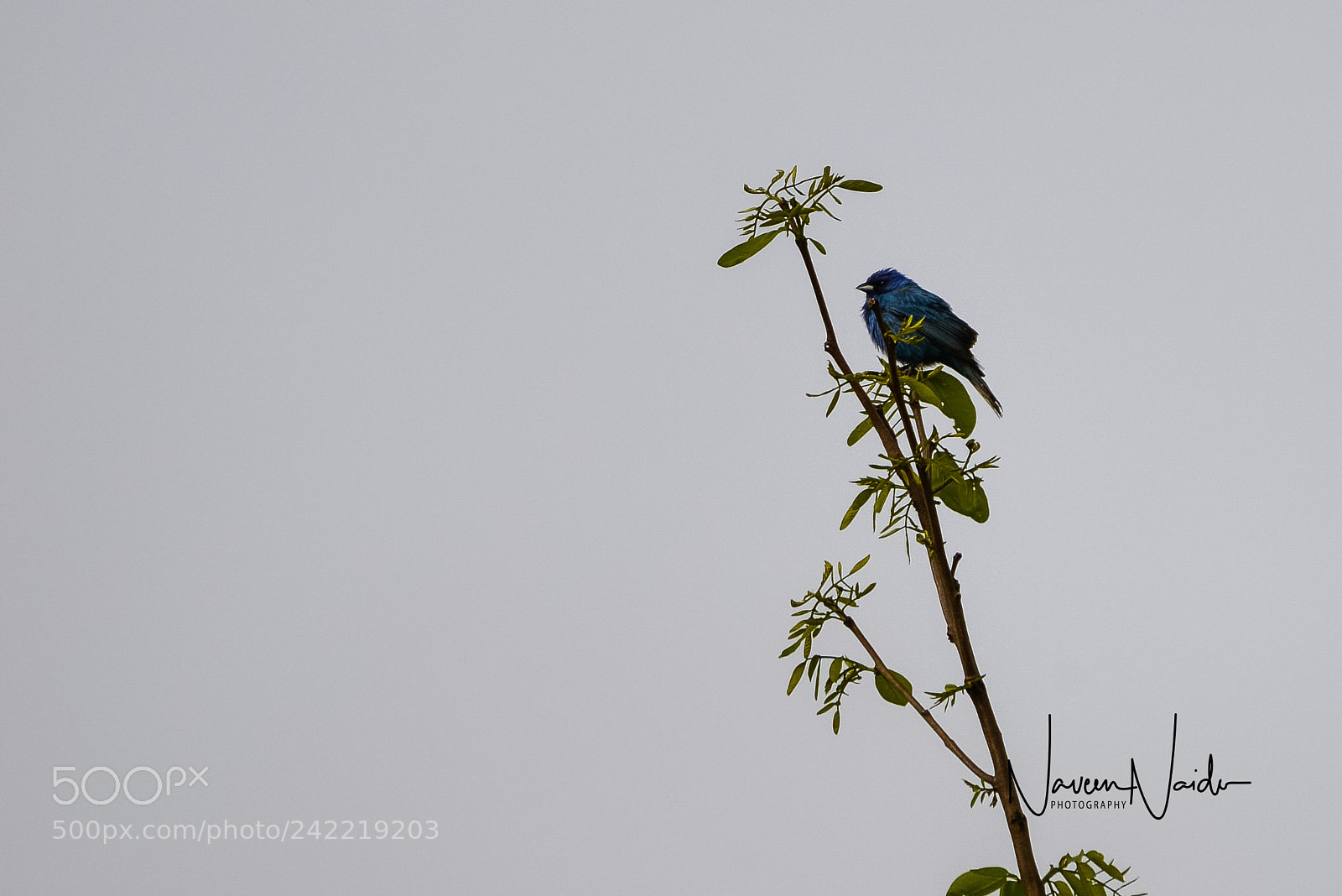 Nikon D800 sample photo. Indigo bunting photography